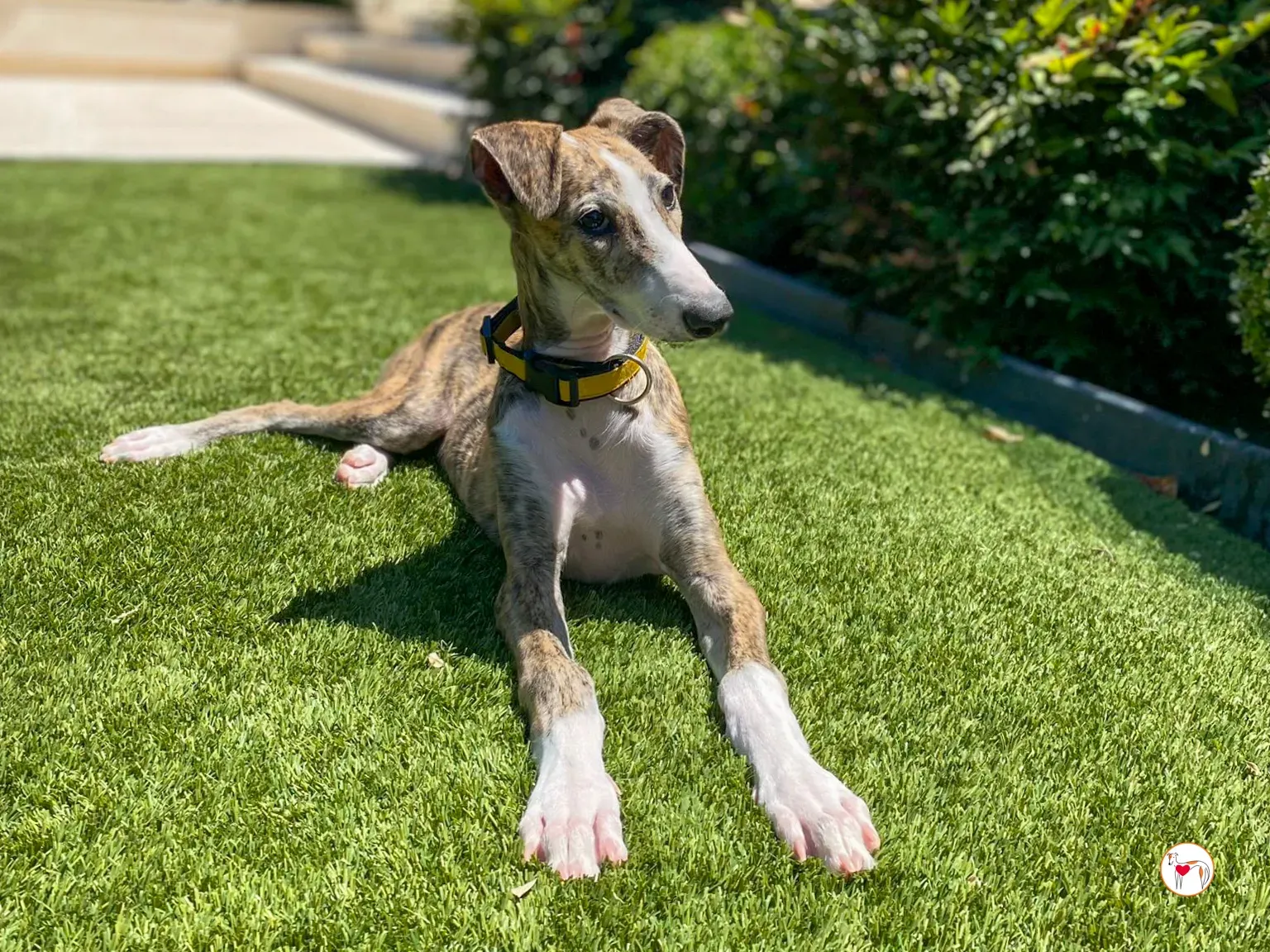 habana galgo cucciolo adozione 04
