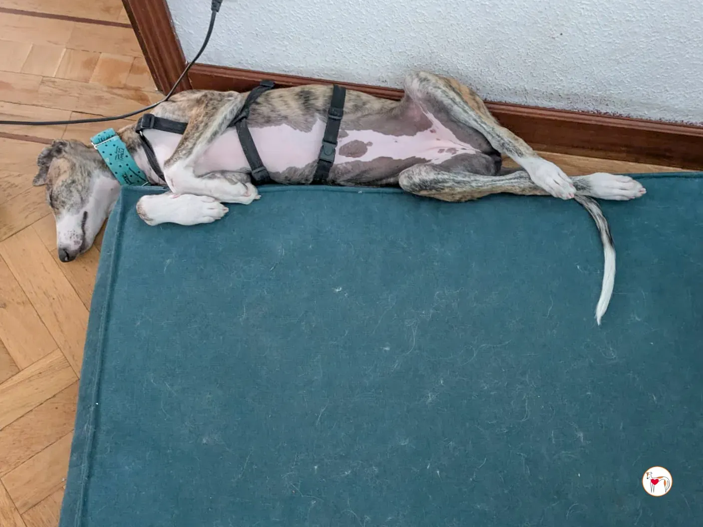 habana galgo cucciolo adozione 05