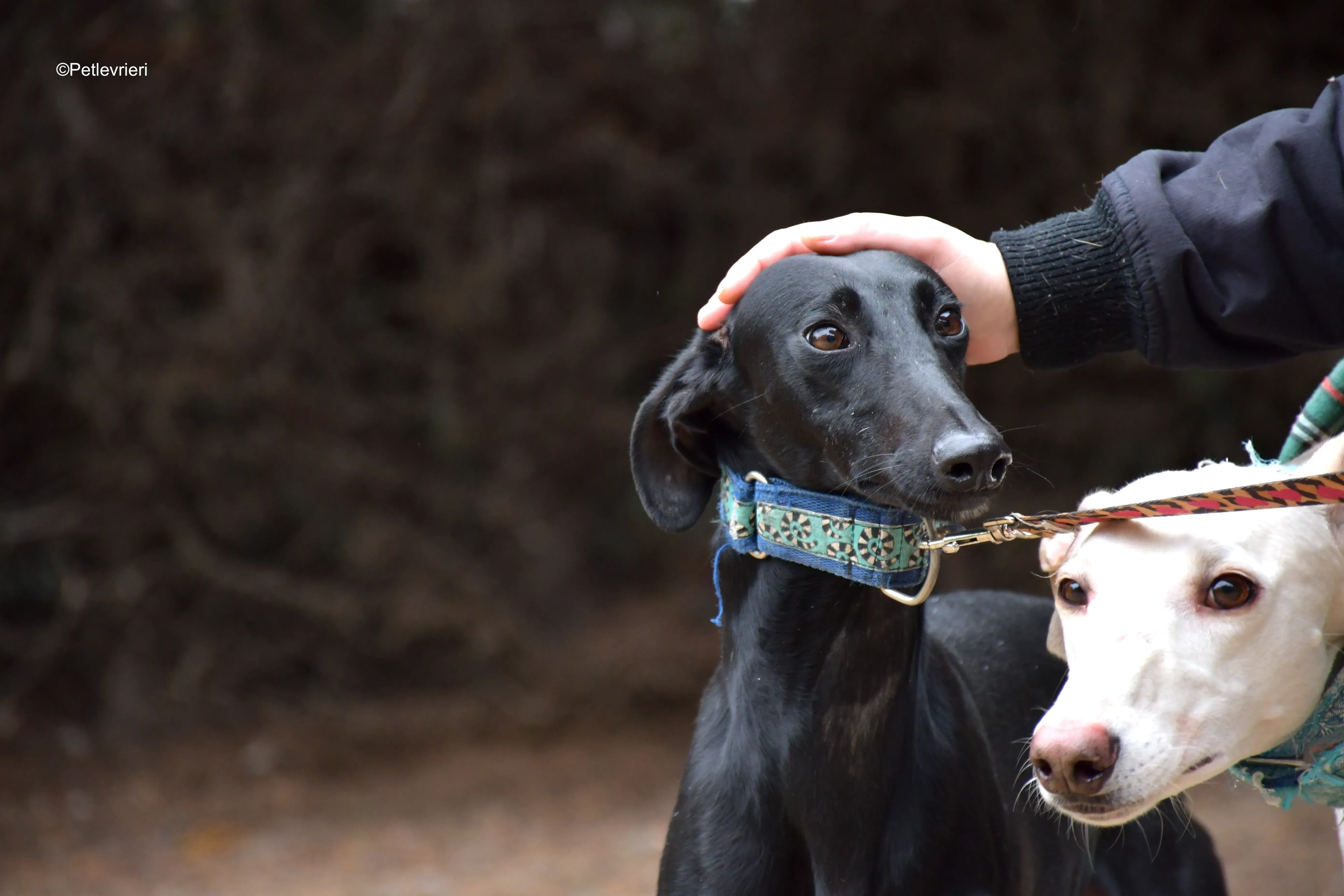 hada adozione levrieri galgo 1