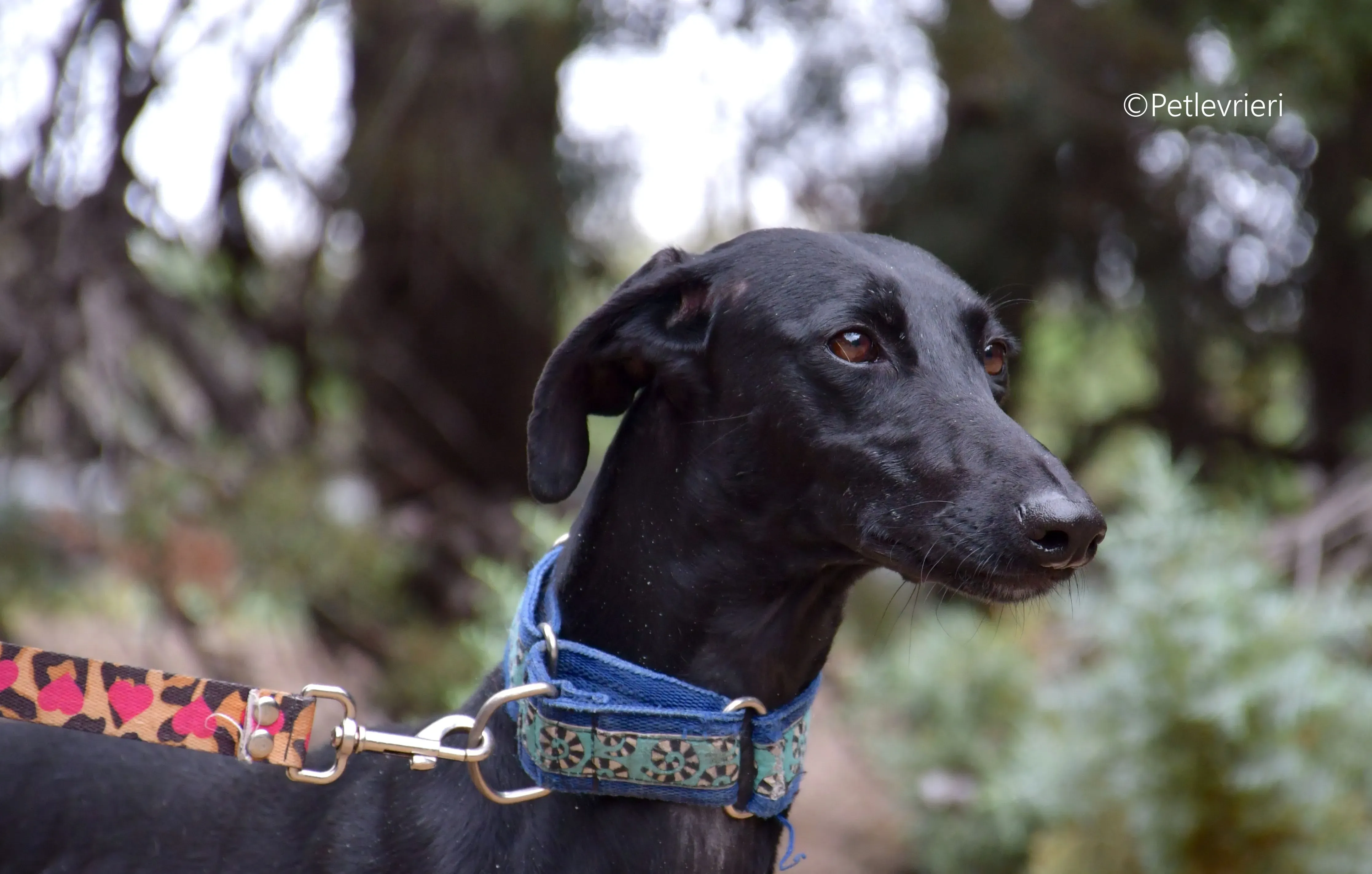 hada adozione levrieri galgo 13