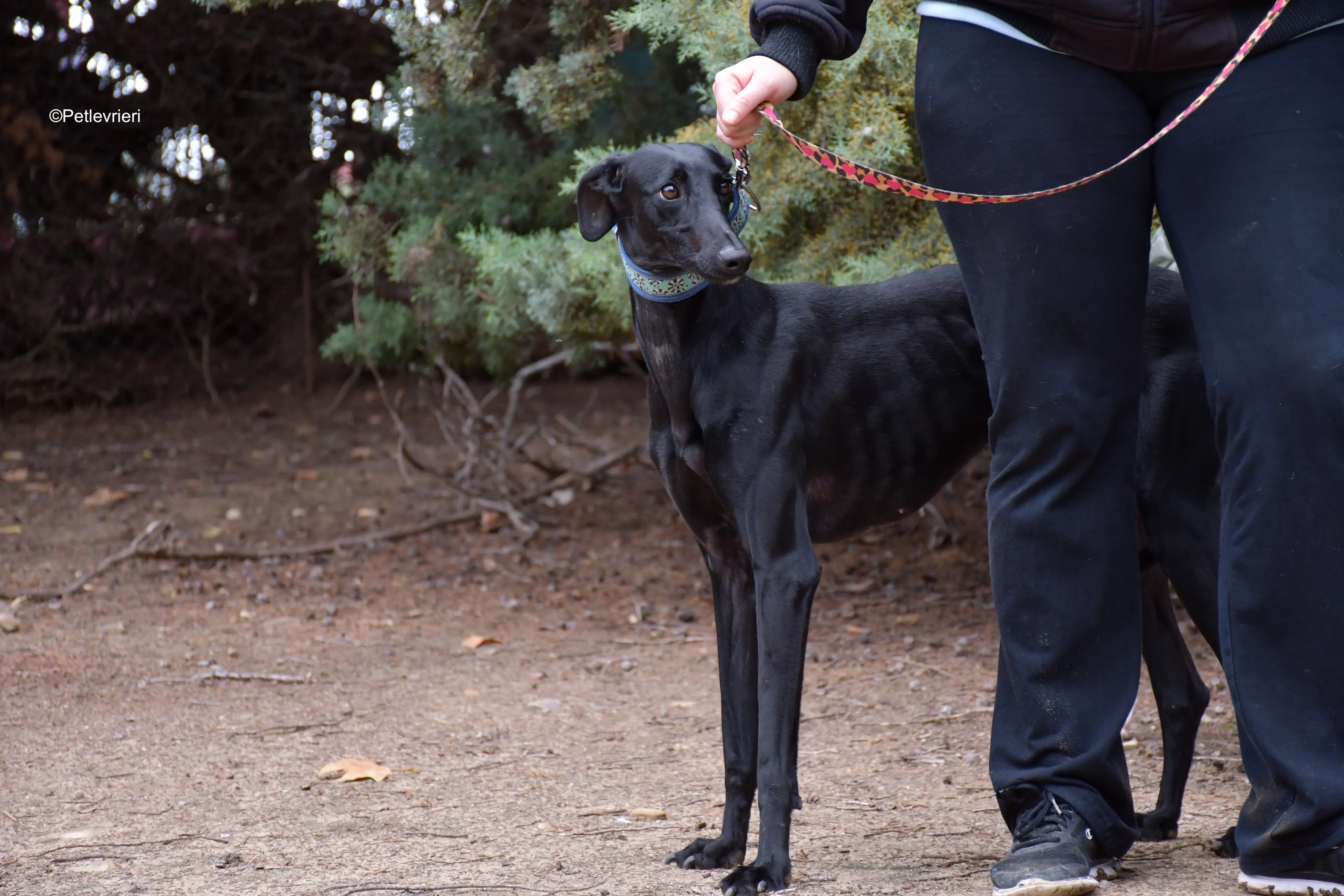 hada adozione levrieri galgo 2