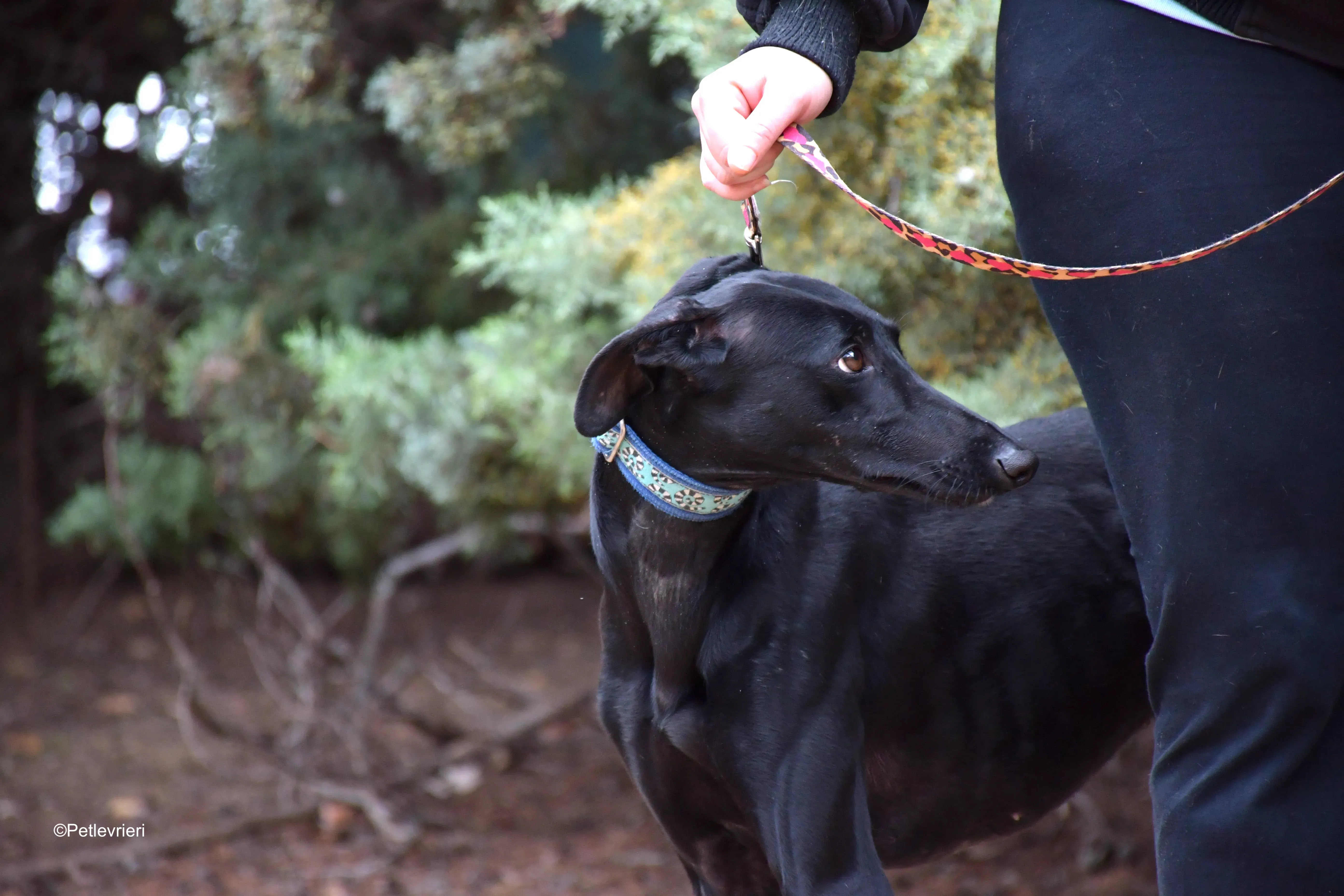 hada adozione levrieri galgo 3