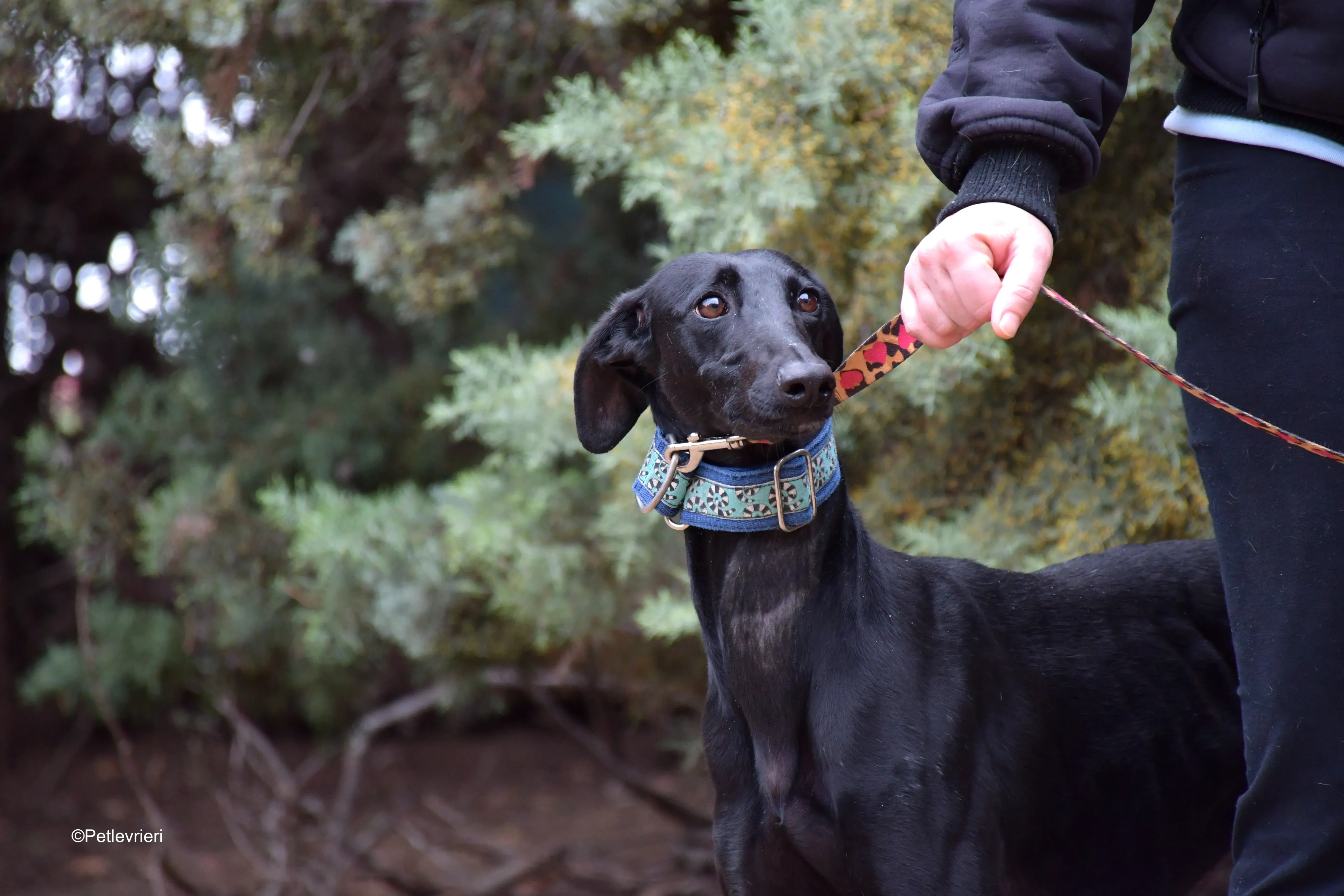 hada adozione levrieri galgo 4