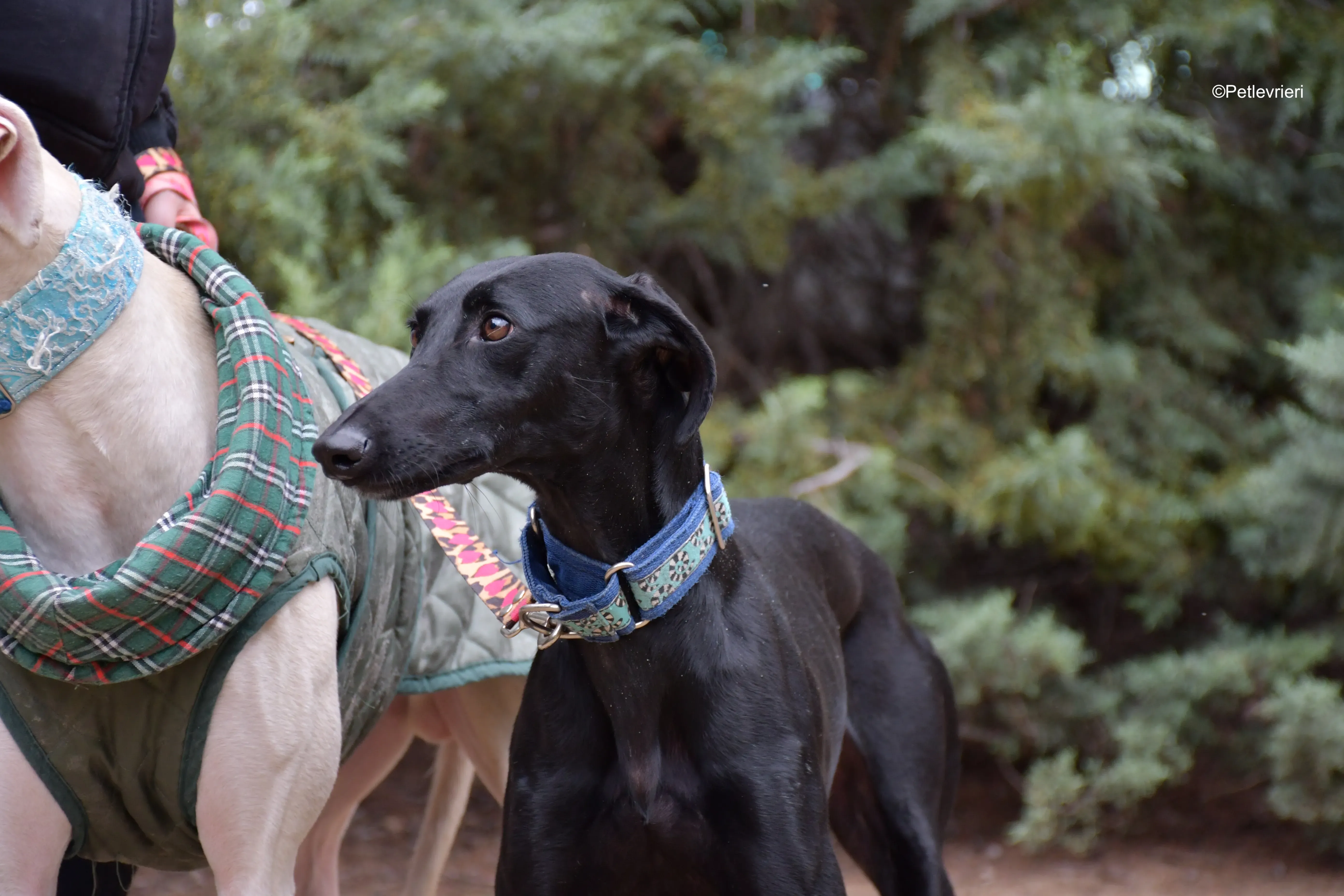 hada adozione levrieri galgo 5