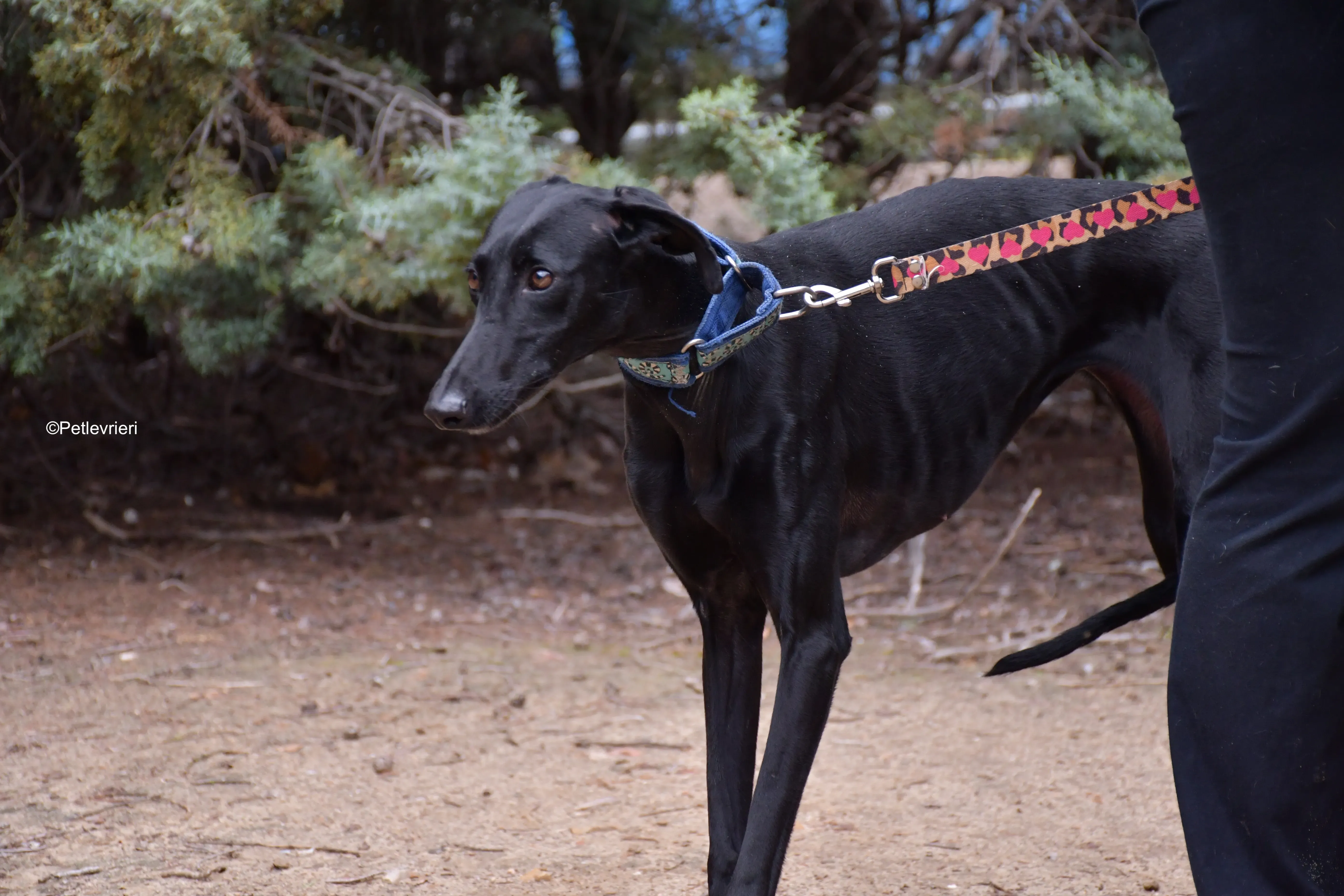 hada adozione levrieri galgo 6