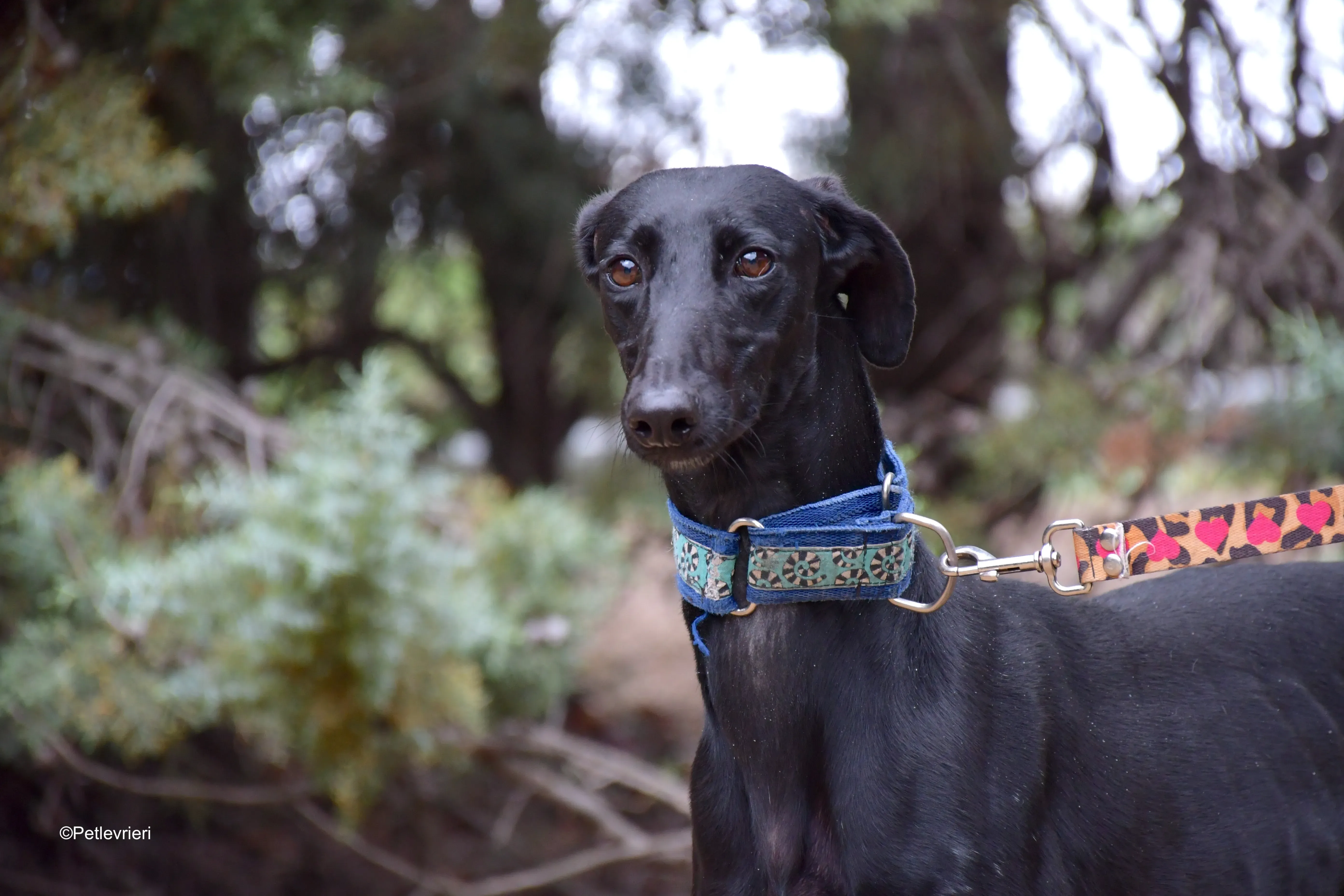 hada adozione levrieri galgo 7