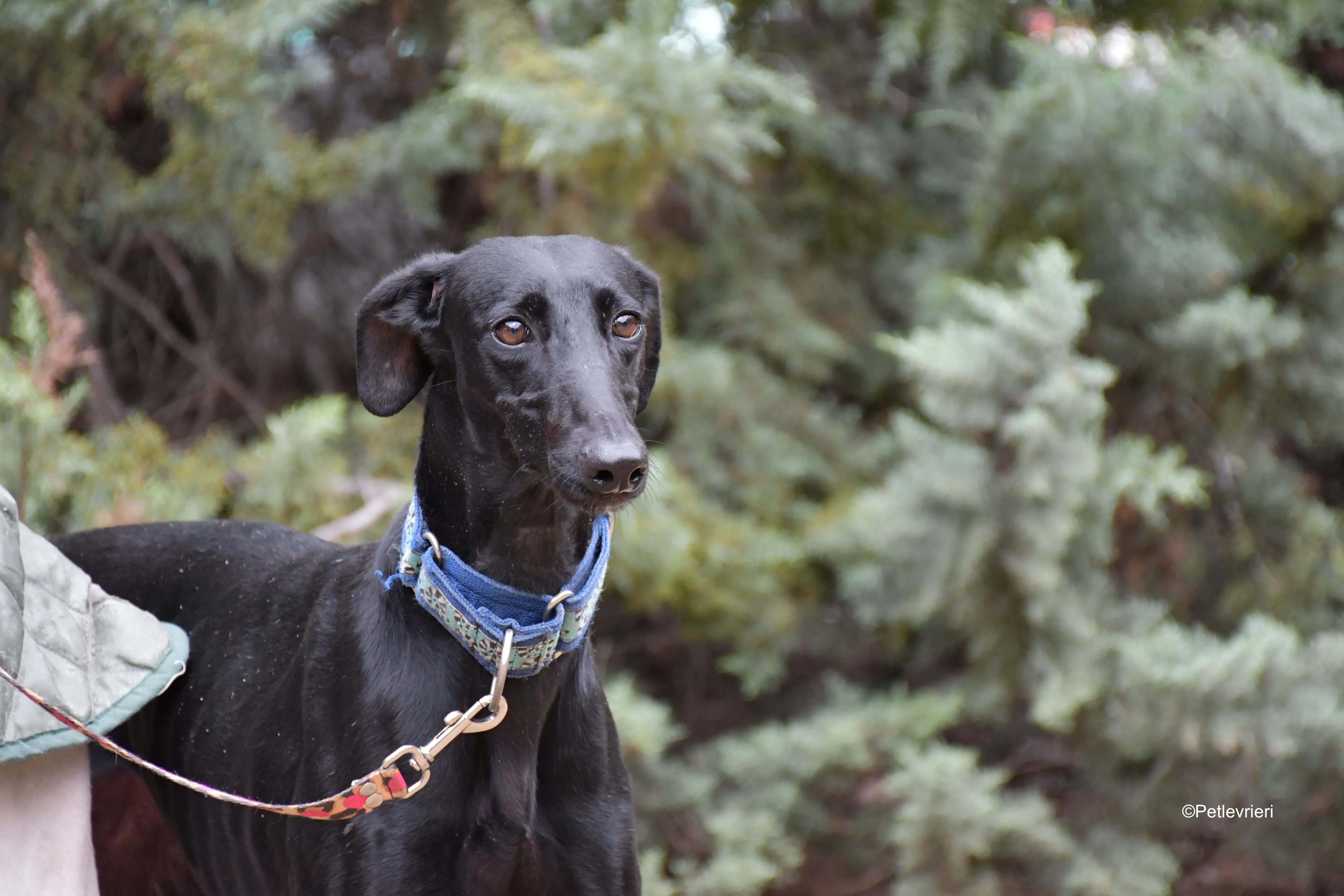 hada adozione levrieri galgo 9