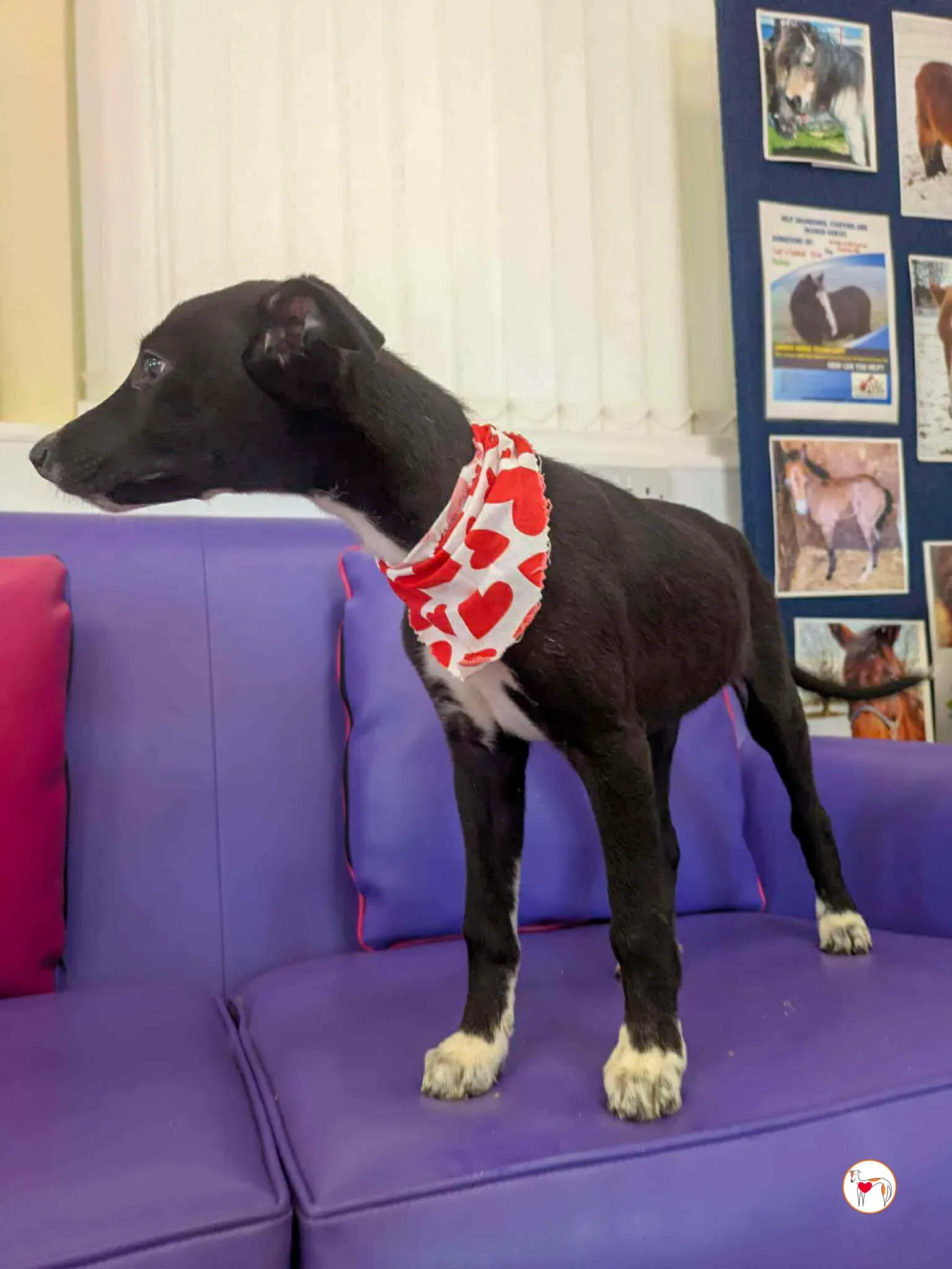 hailey grey cucciolo adozione 01