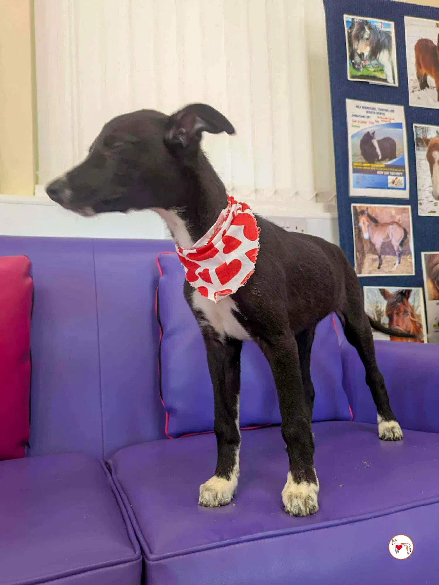 hailey grey cucciolo adozione 02