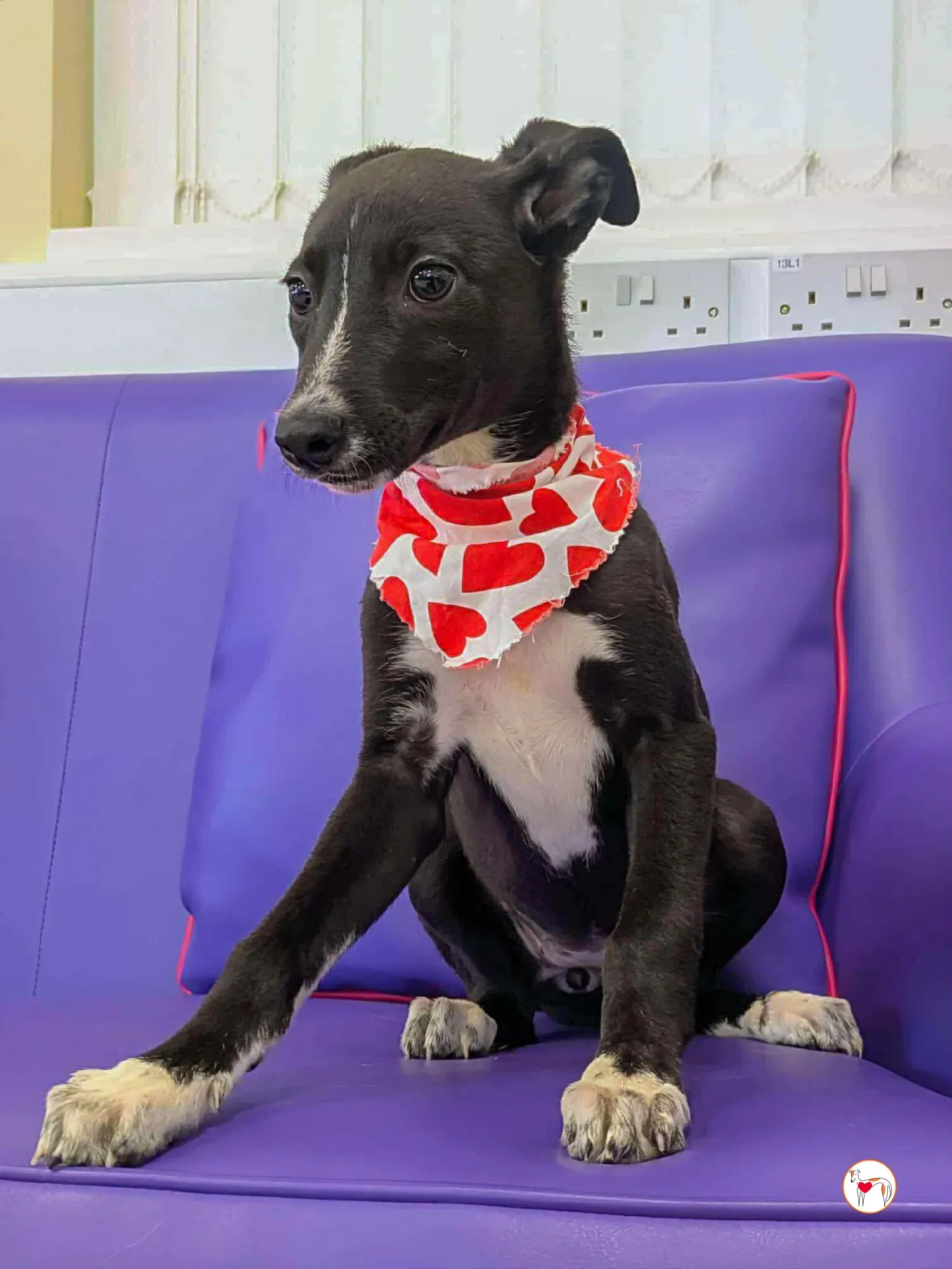 hailey grey cucciolo adozione 03