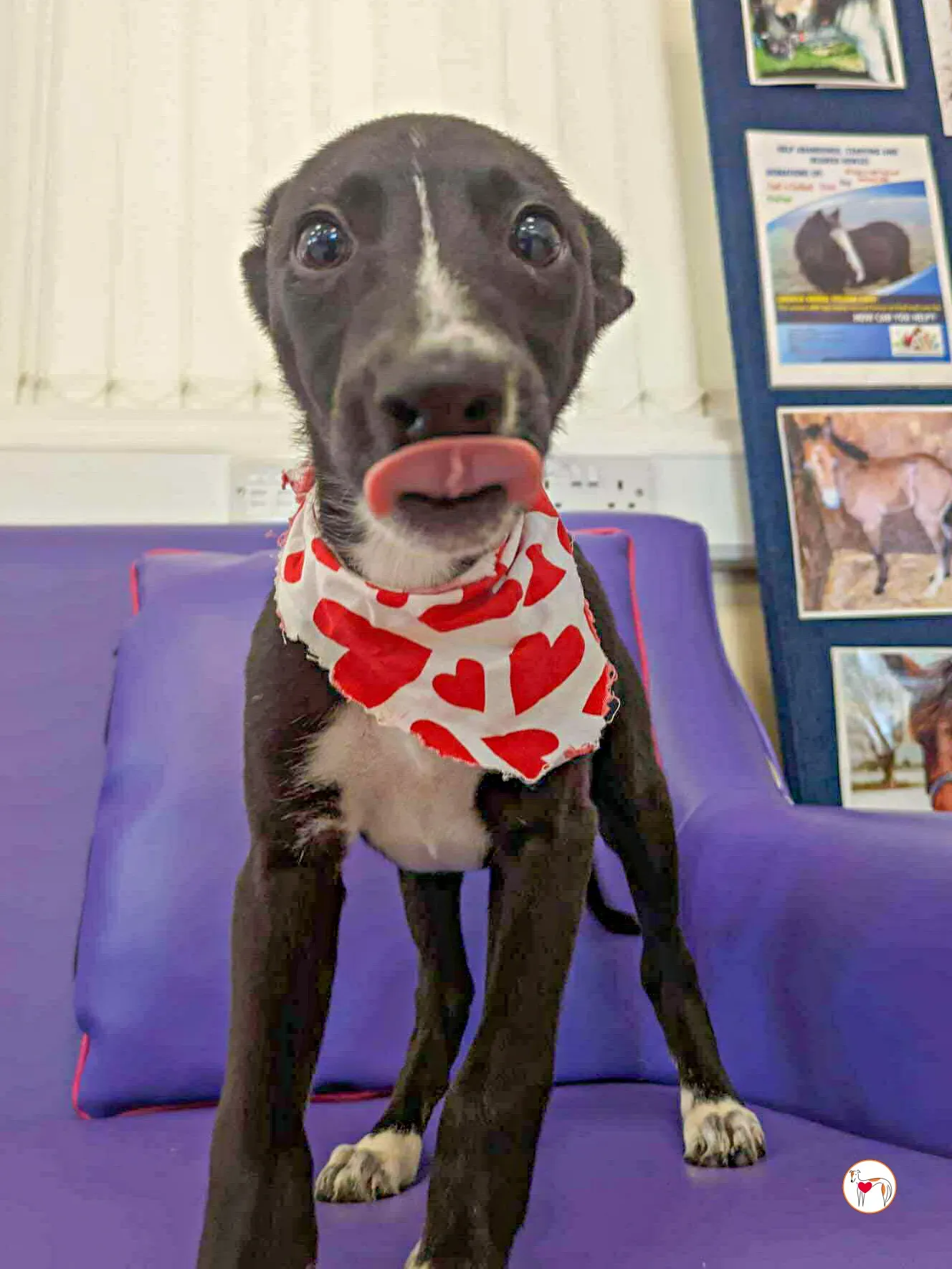 hailey grey cucciolo adozione 04