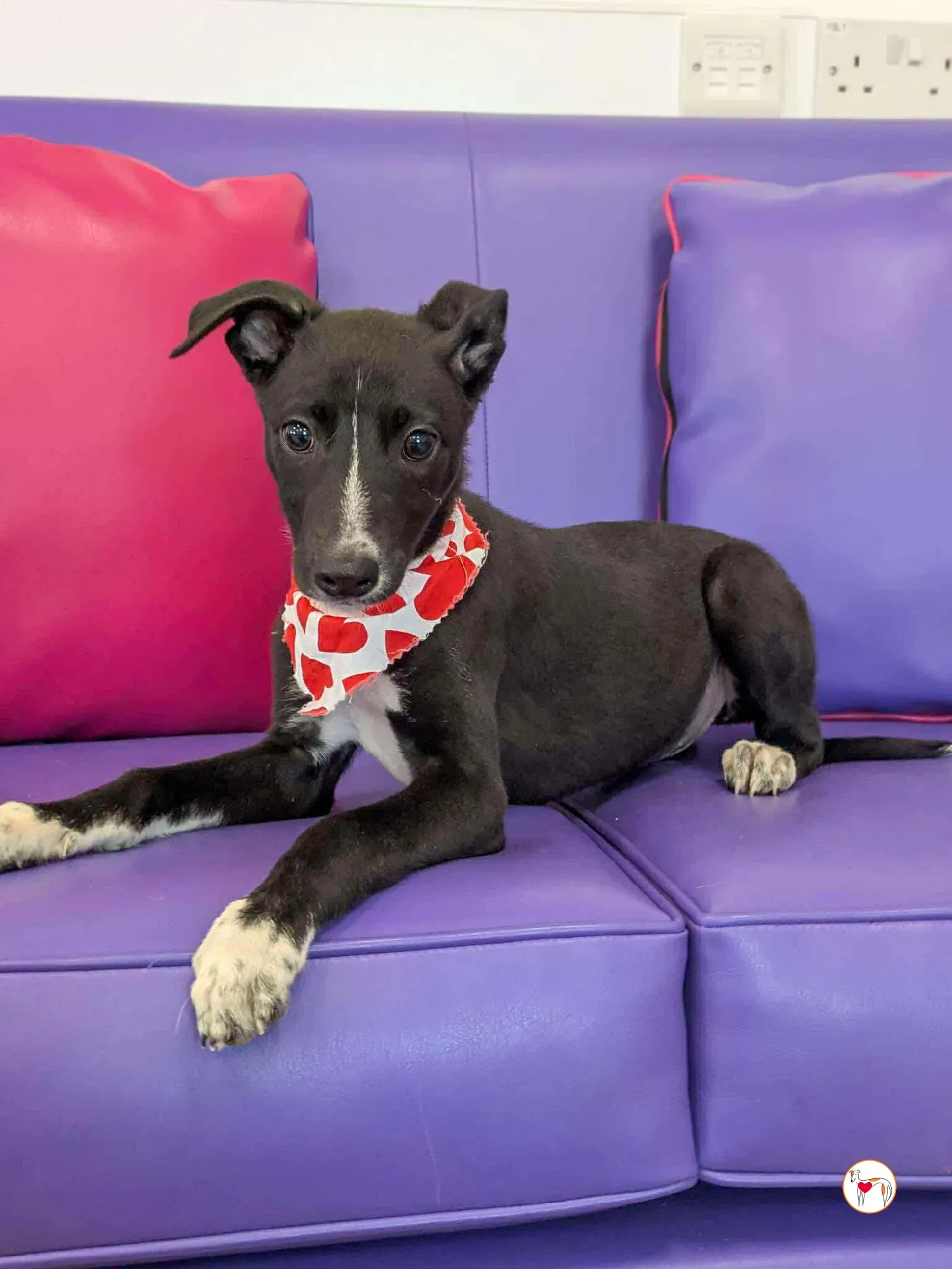 hailey grey cucciolo adozione 05