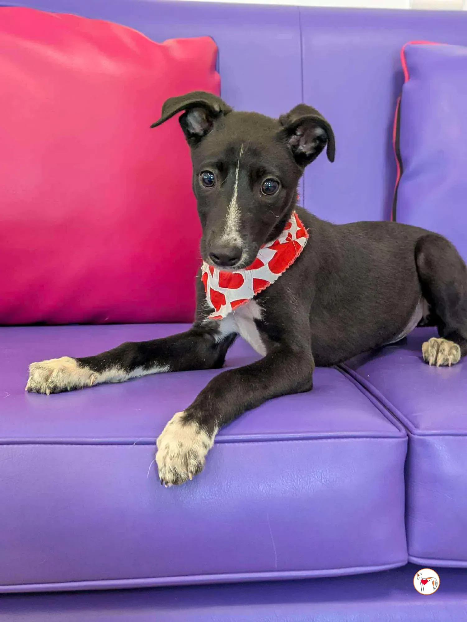 hailey grey cucciolo adozione 06