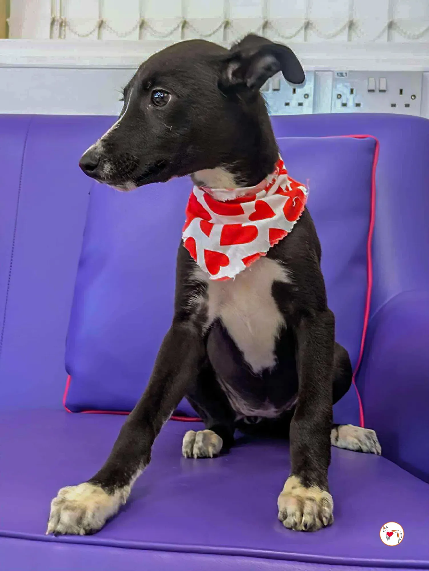 hailey grey cucciolo adozione 07