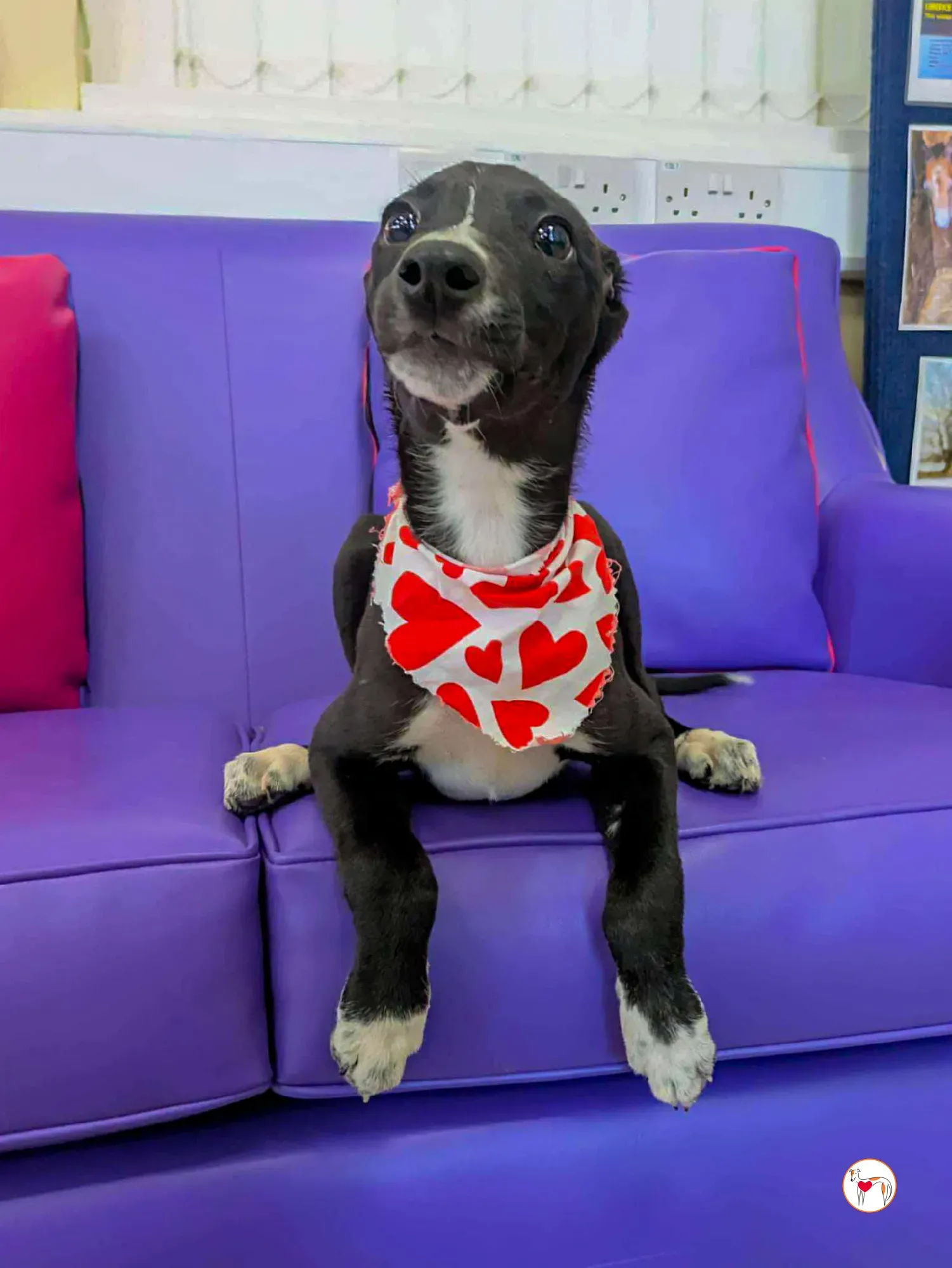 hailey grey cucciolo adozione 08