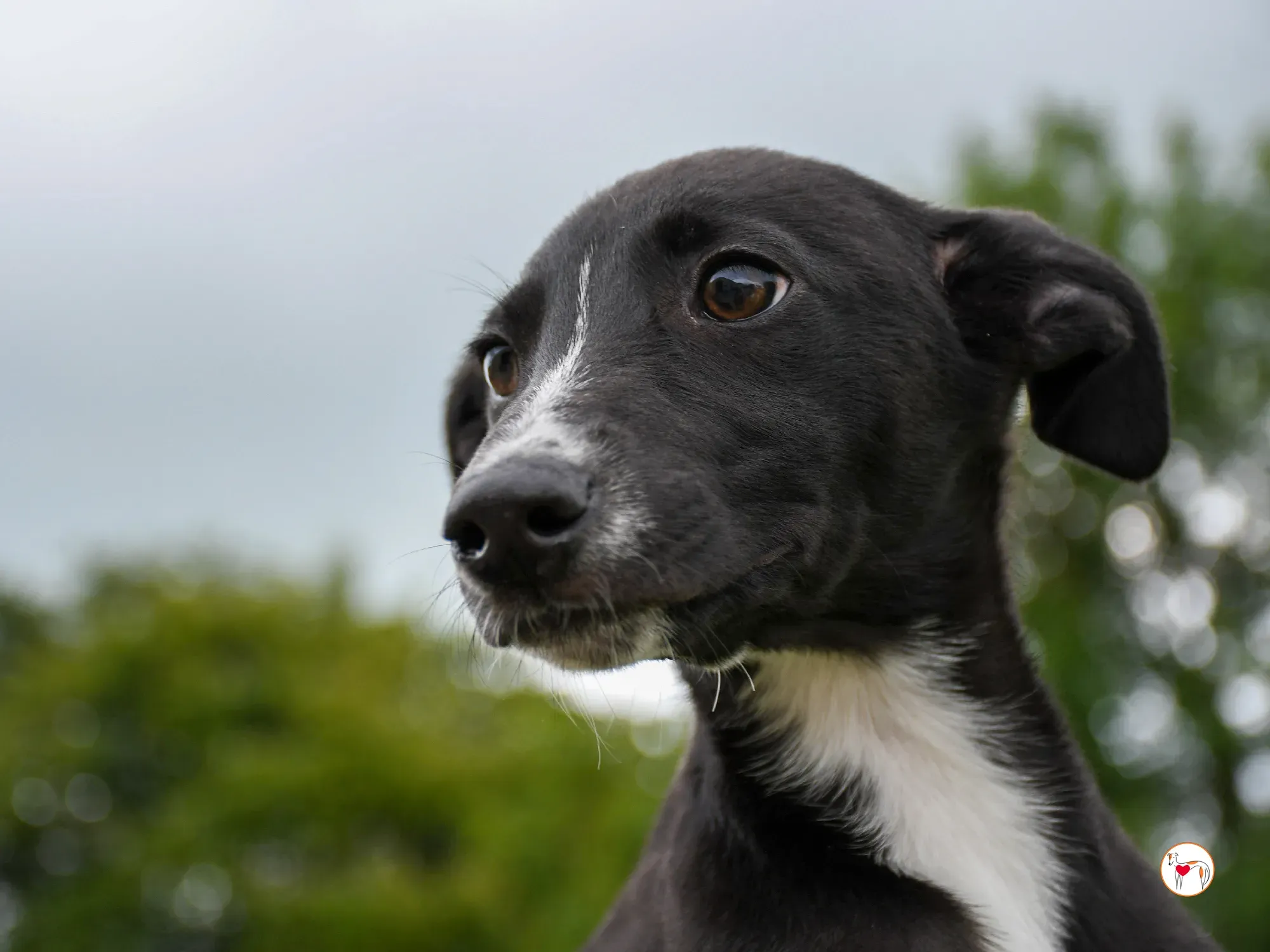 hailey grey cucciolo adozione 09