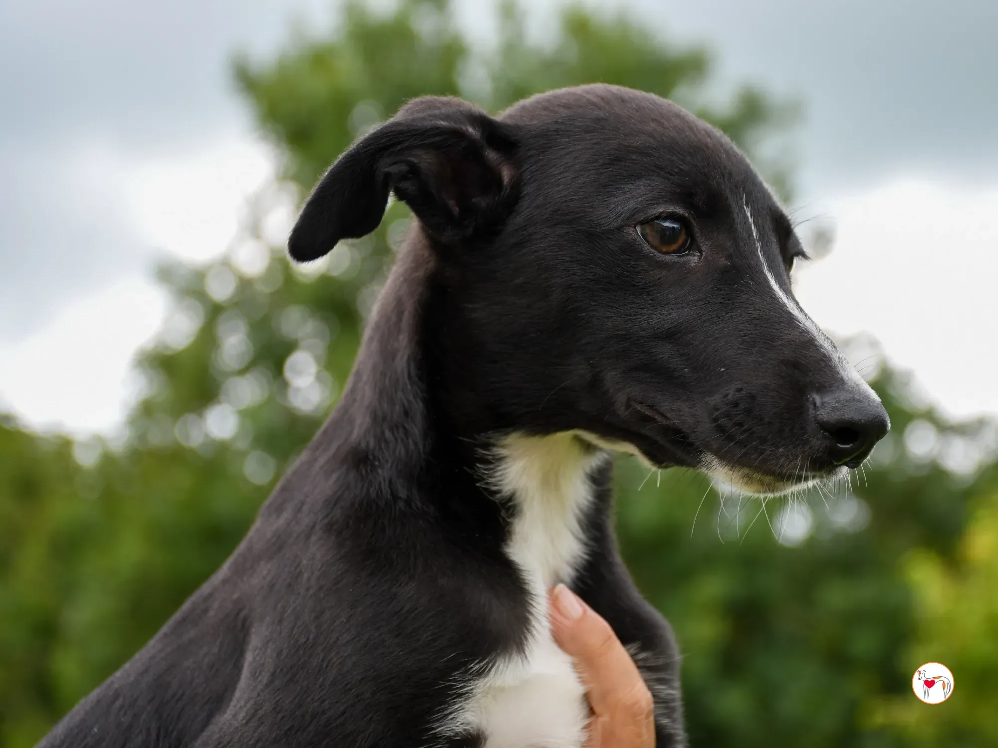 hailey grey cucciolo adozione 10