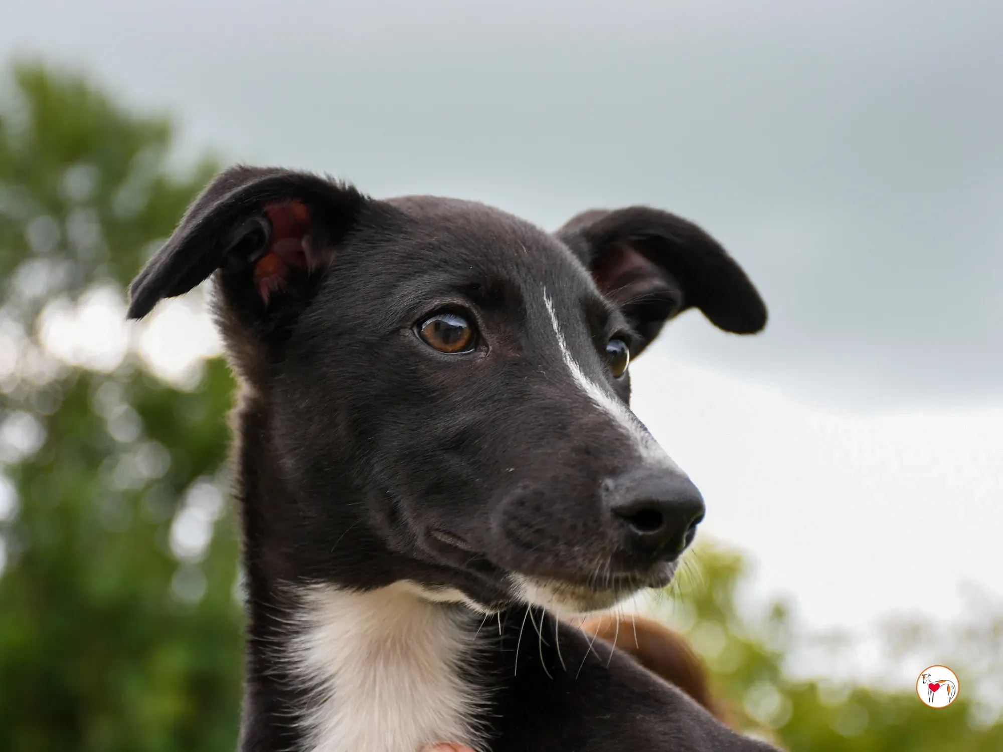 hailey grey cucciolo adozione 11