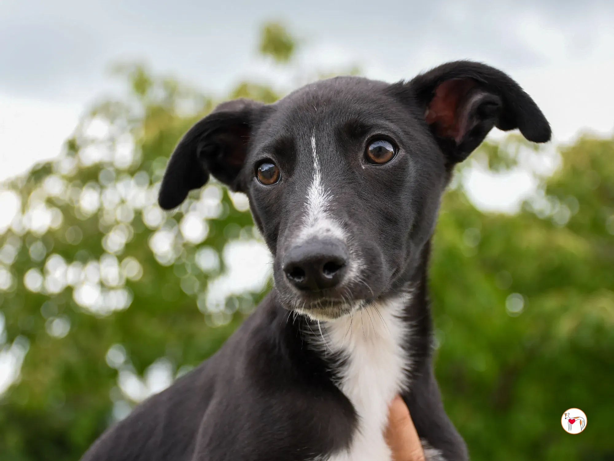 hailey grey cucciolo adozione 13