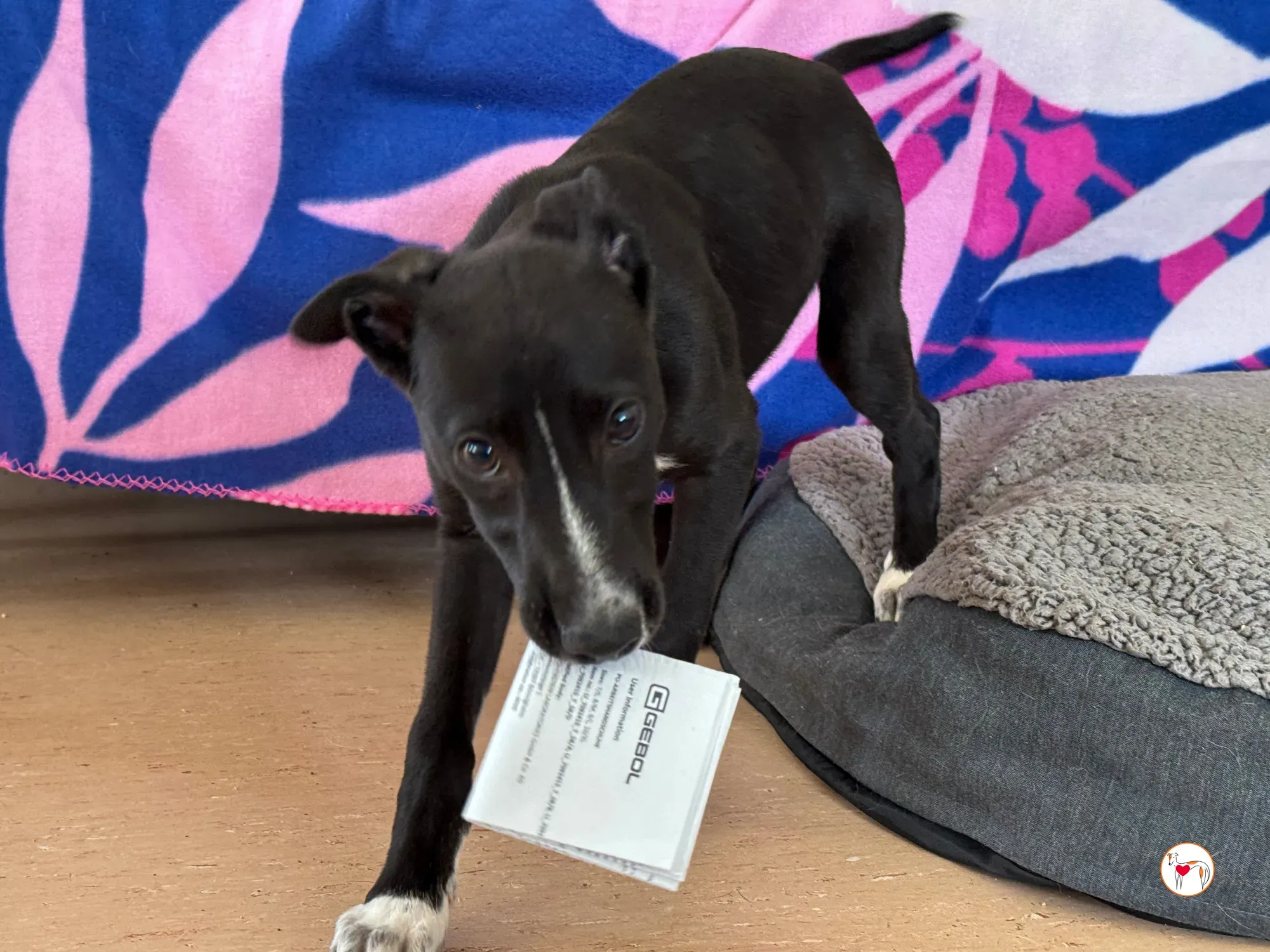 hailey grey cucciolo adozione 14