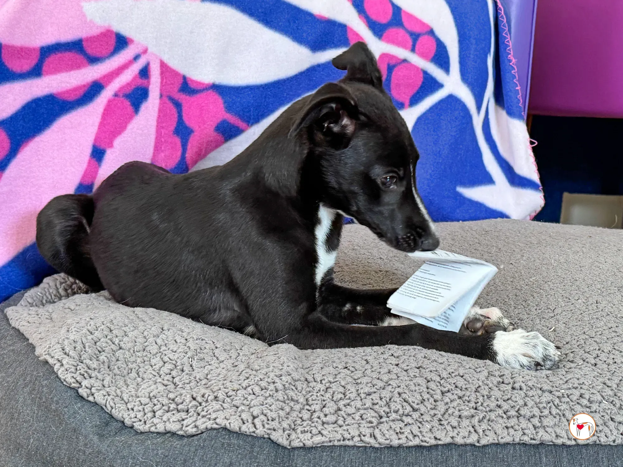 hailey grey cucciolo adozione 15