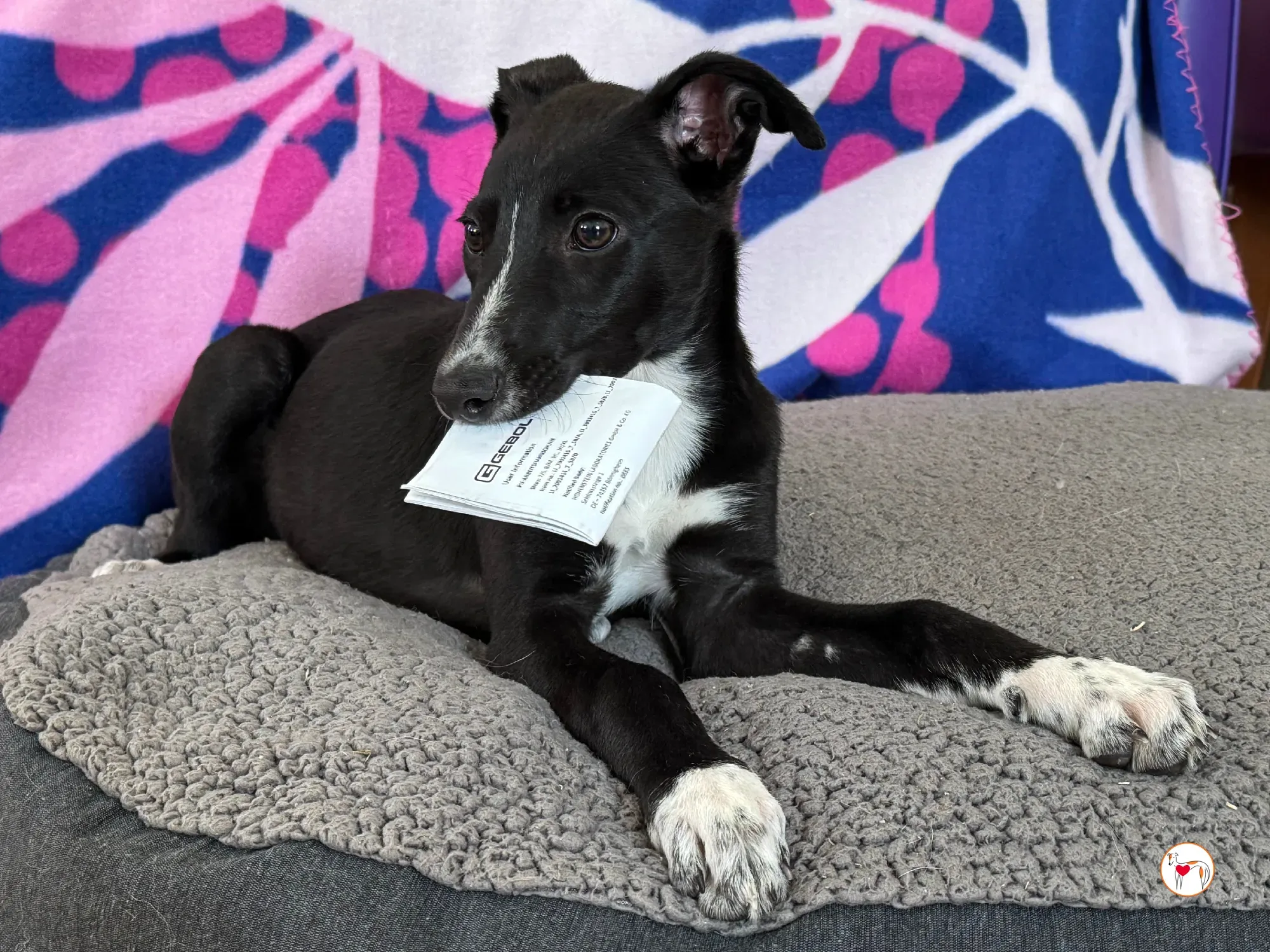 hailey grey cucciolo adozione 16