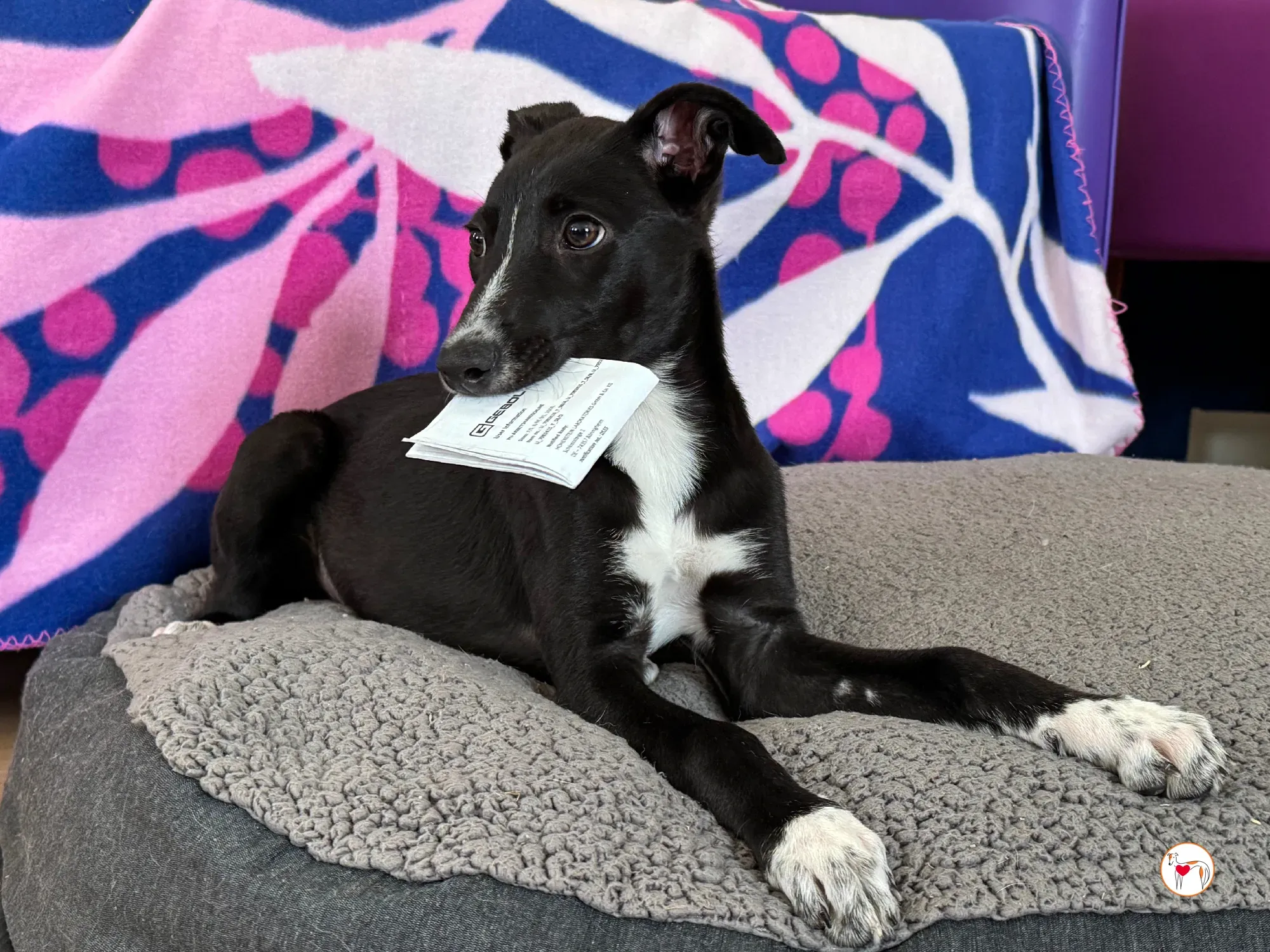 hailey grey cucciolo adozione 17