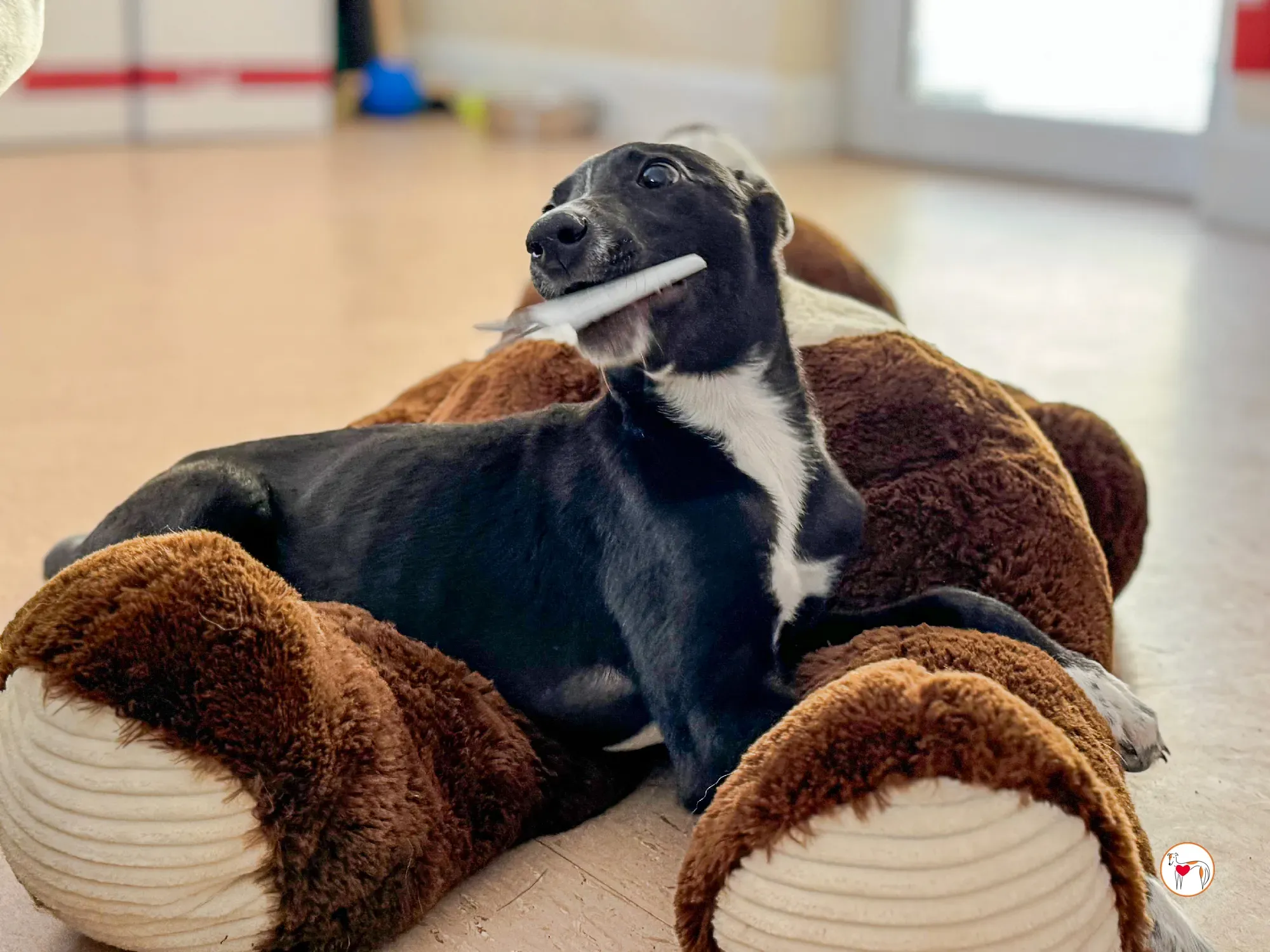 hailey grey cucciolo adozione 18