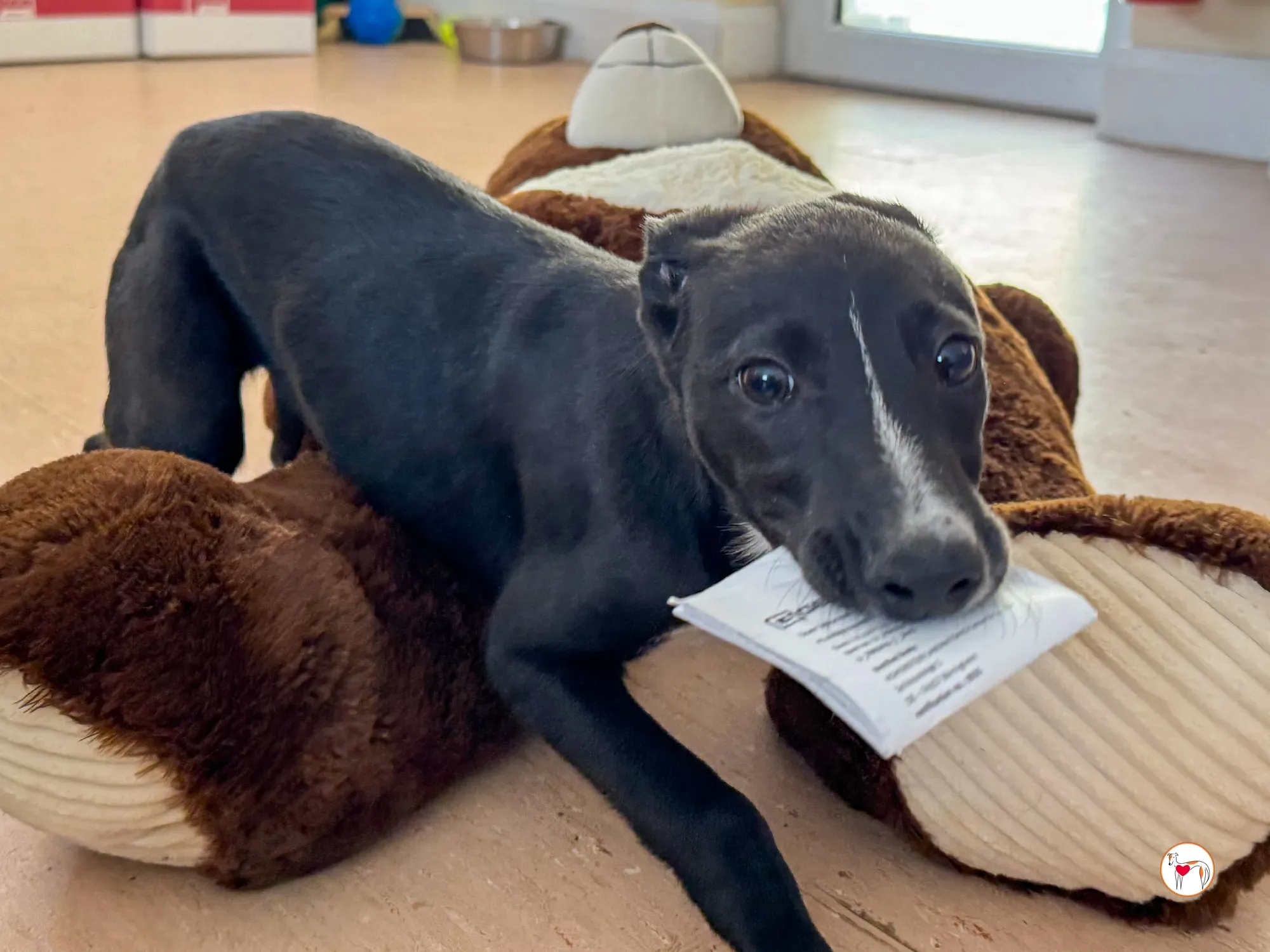 hailey grey cucciolo adozione 19