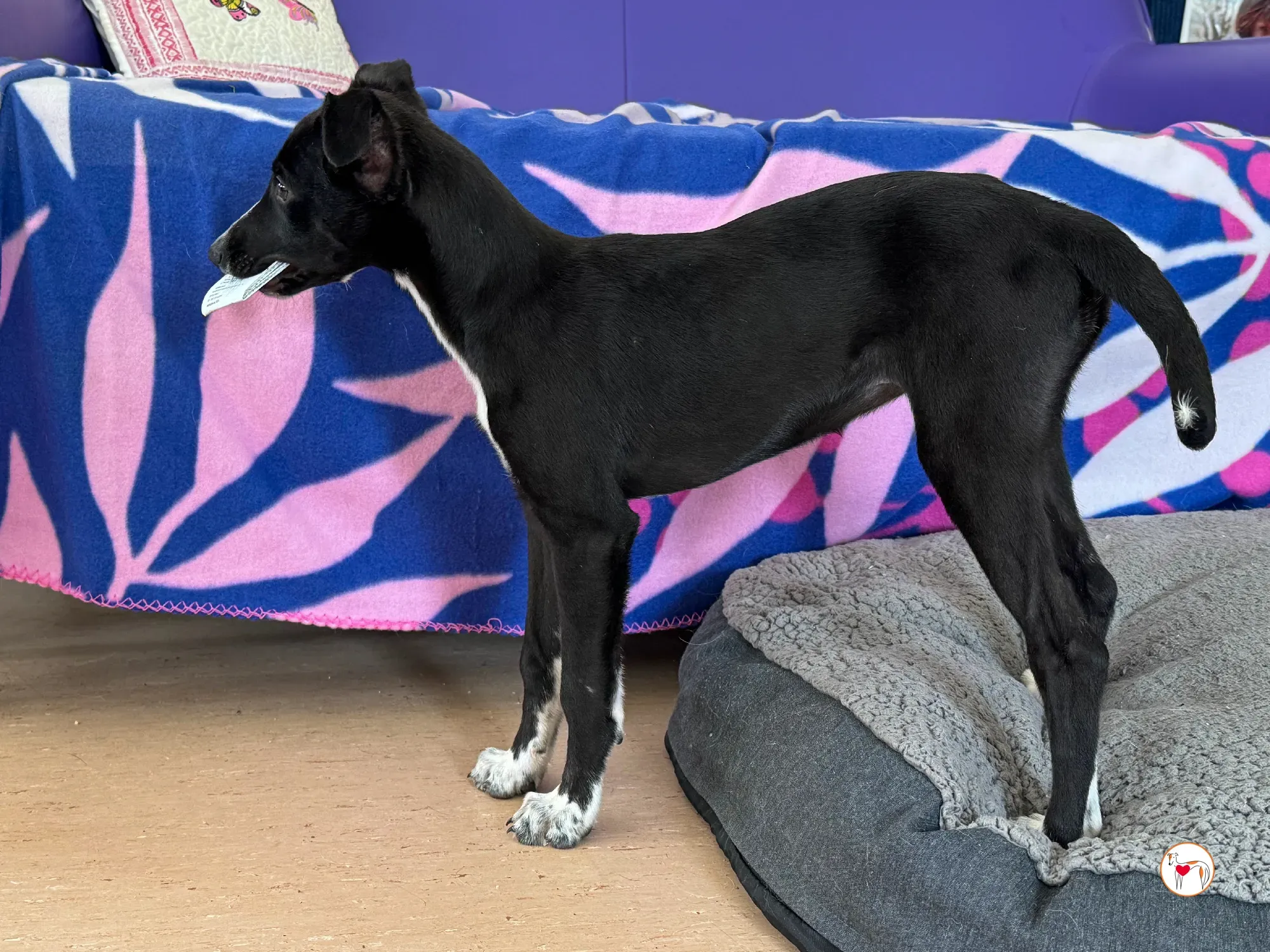 hailey grey cucciolo adozione 20