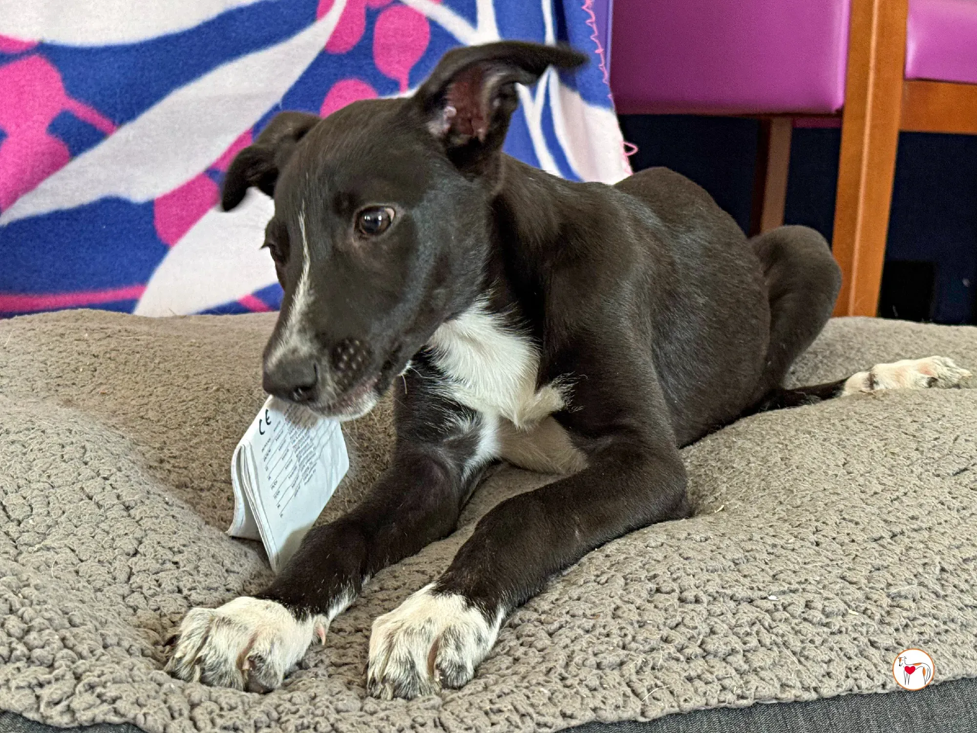 hailey grey cucciolo adozione 21