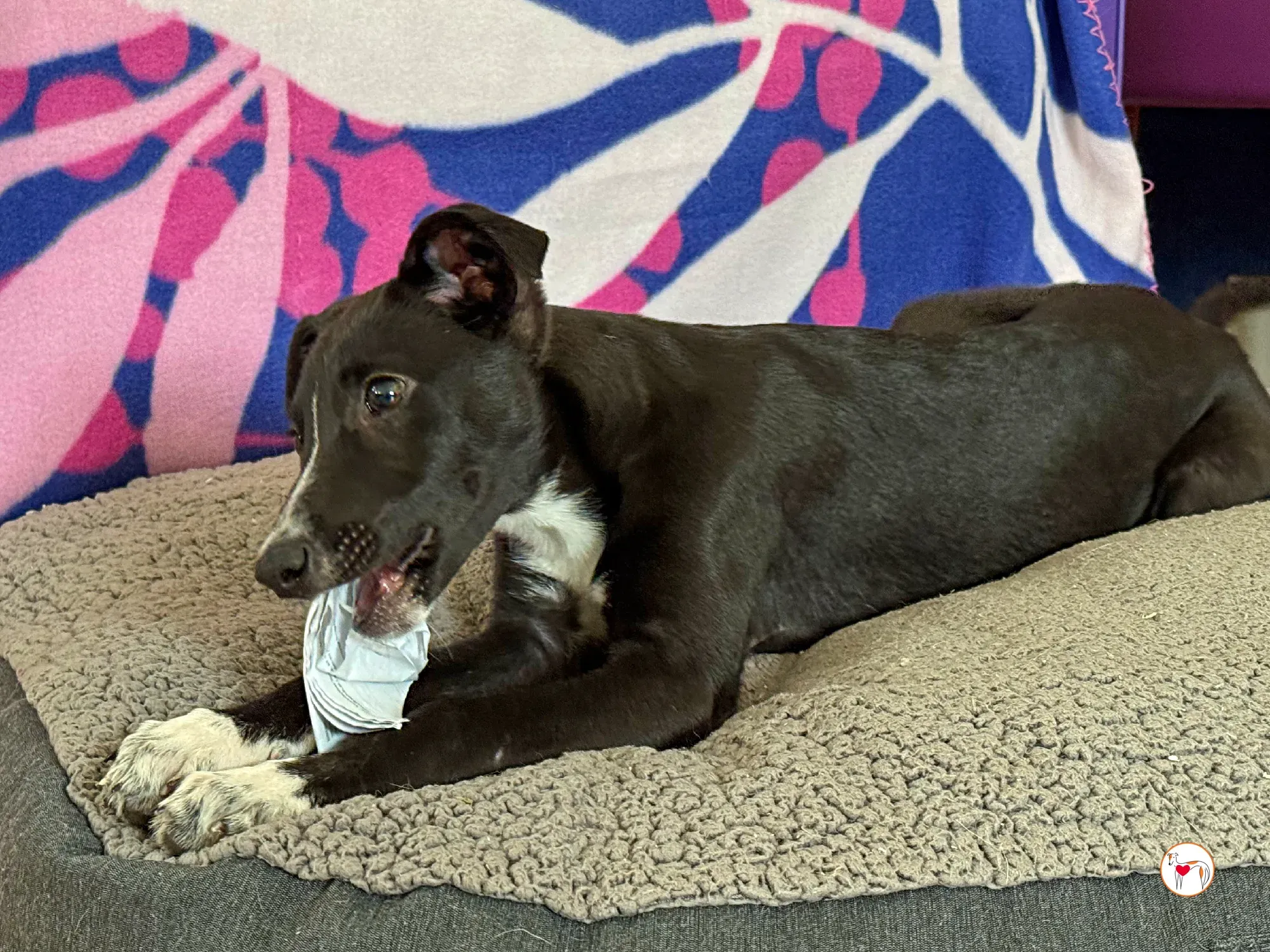 hailey grey cucciolo adozione 22