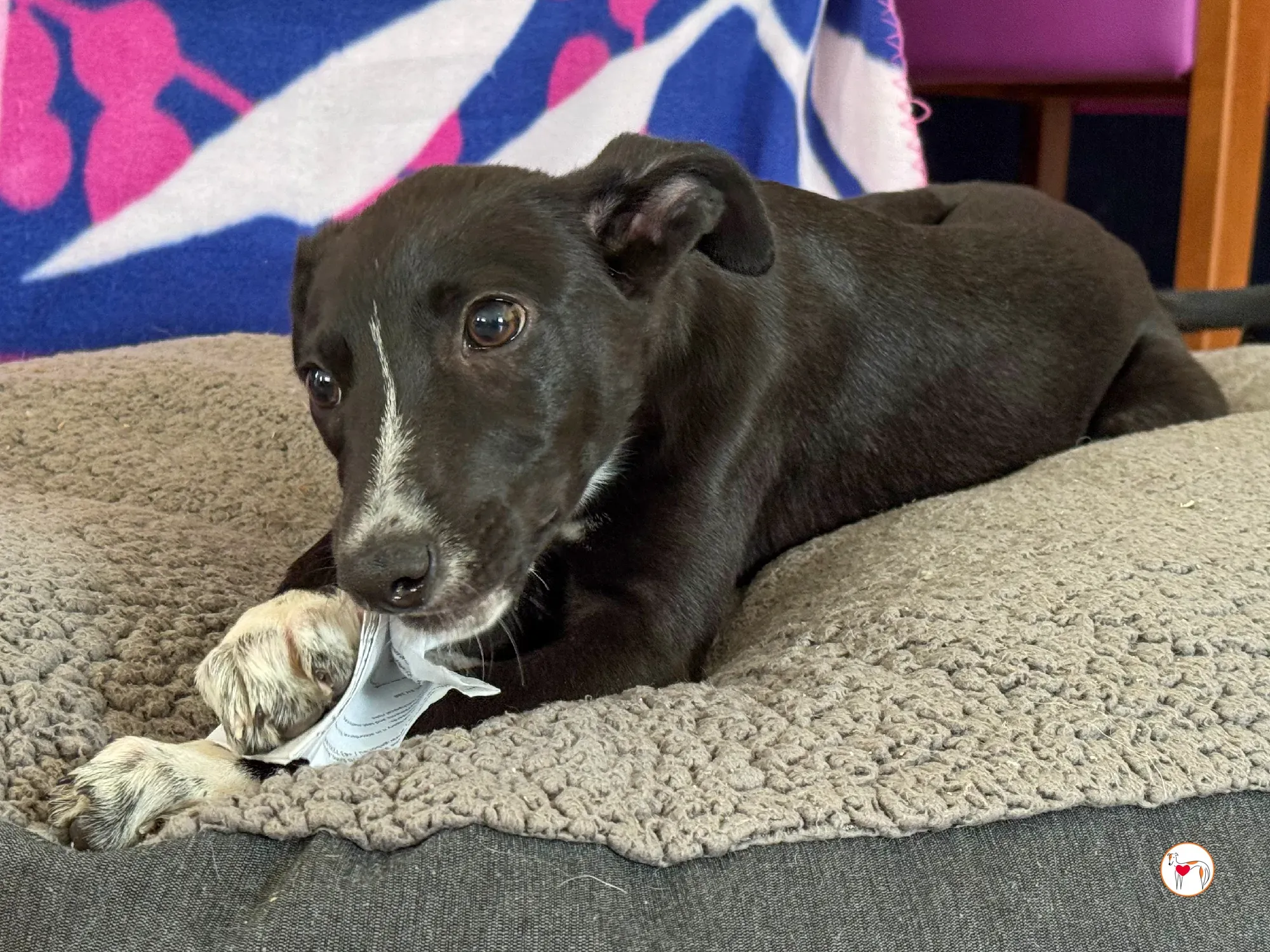 hailey grey cucciolo adozione 23