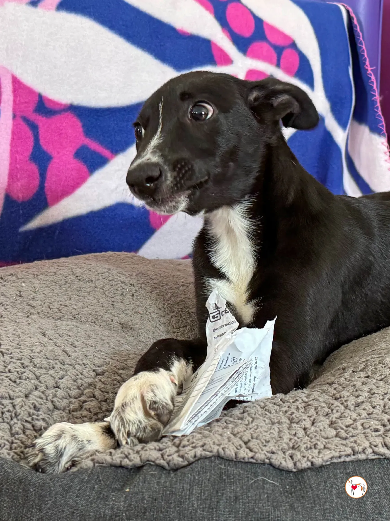 hailey grey cucciolo adozione 24