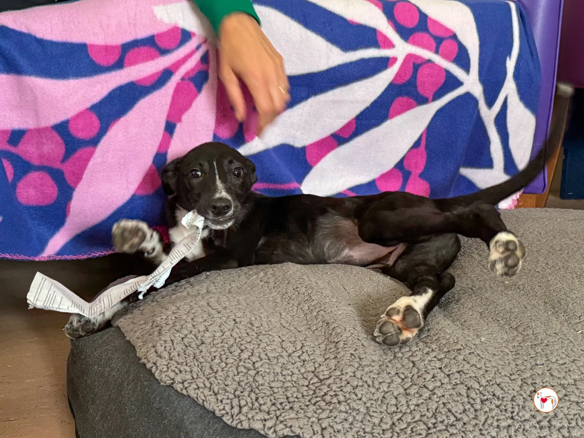 hailey grey cucciolo adozione 25