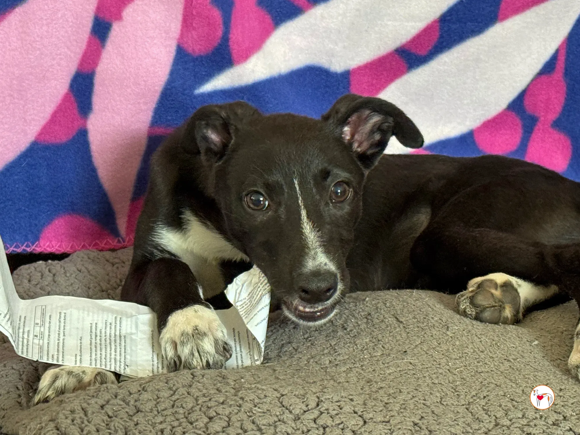 hailey grey cucciolo adozione 26