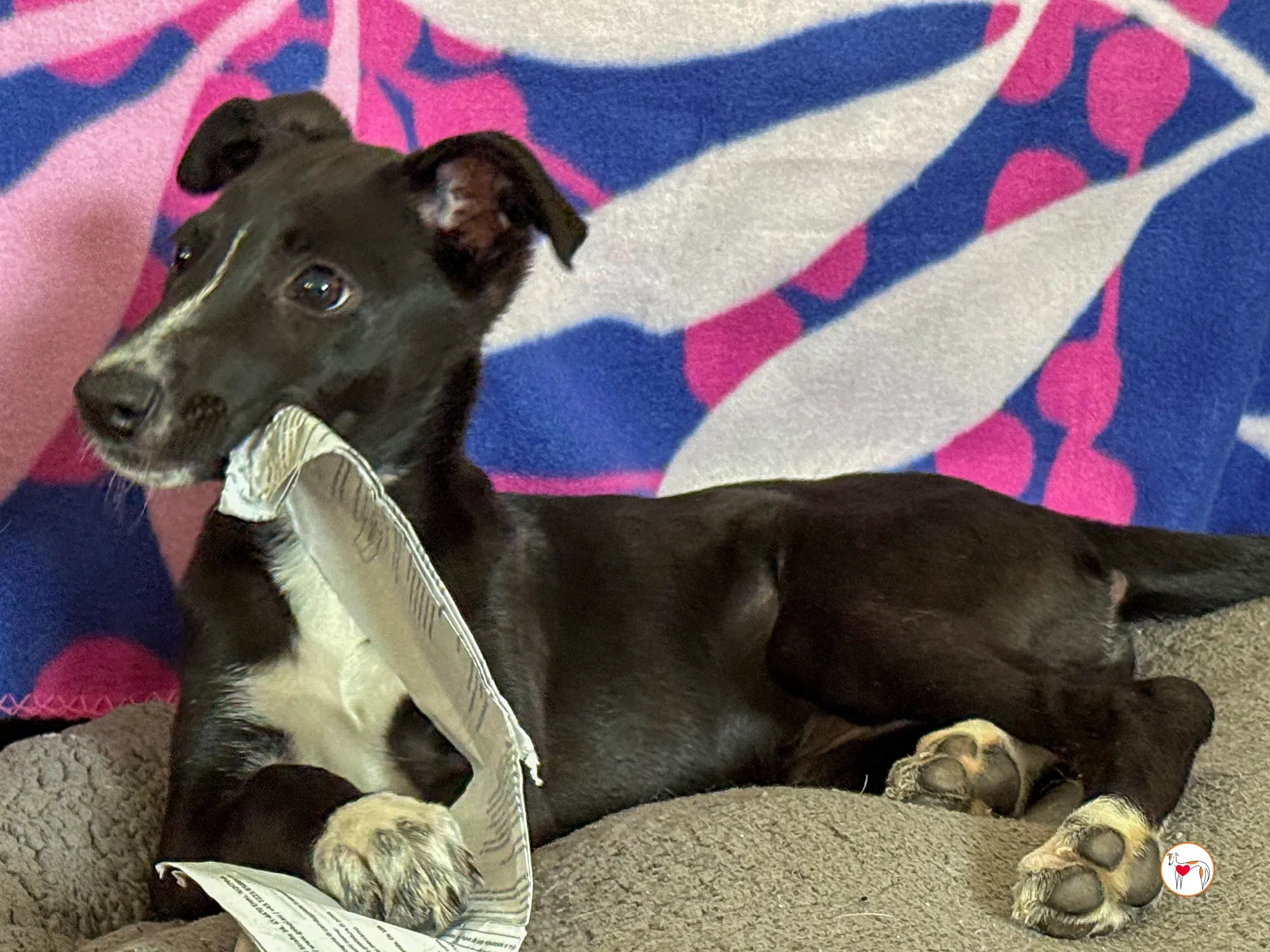 hailey grey cucciolo adozione 27