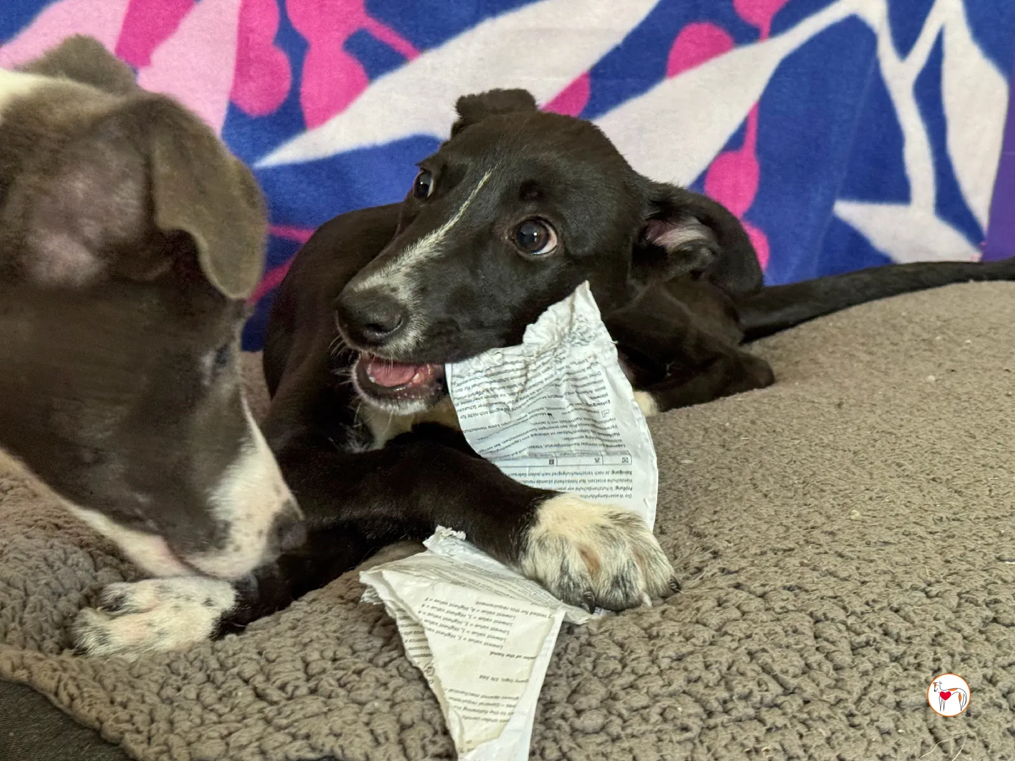 hailey grey cucciolo adozione 28