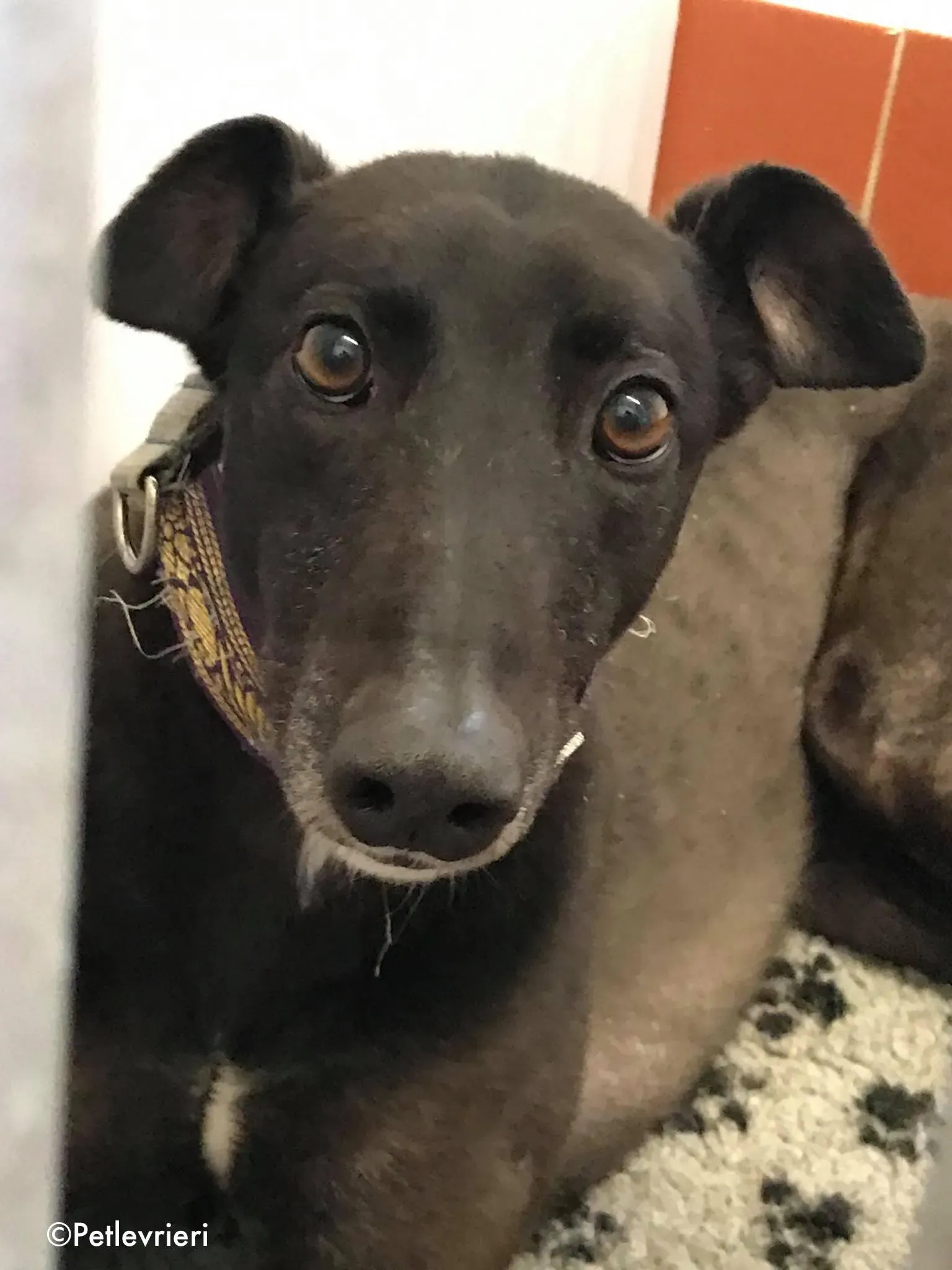 halloumi adozione levrieri greyhound 1