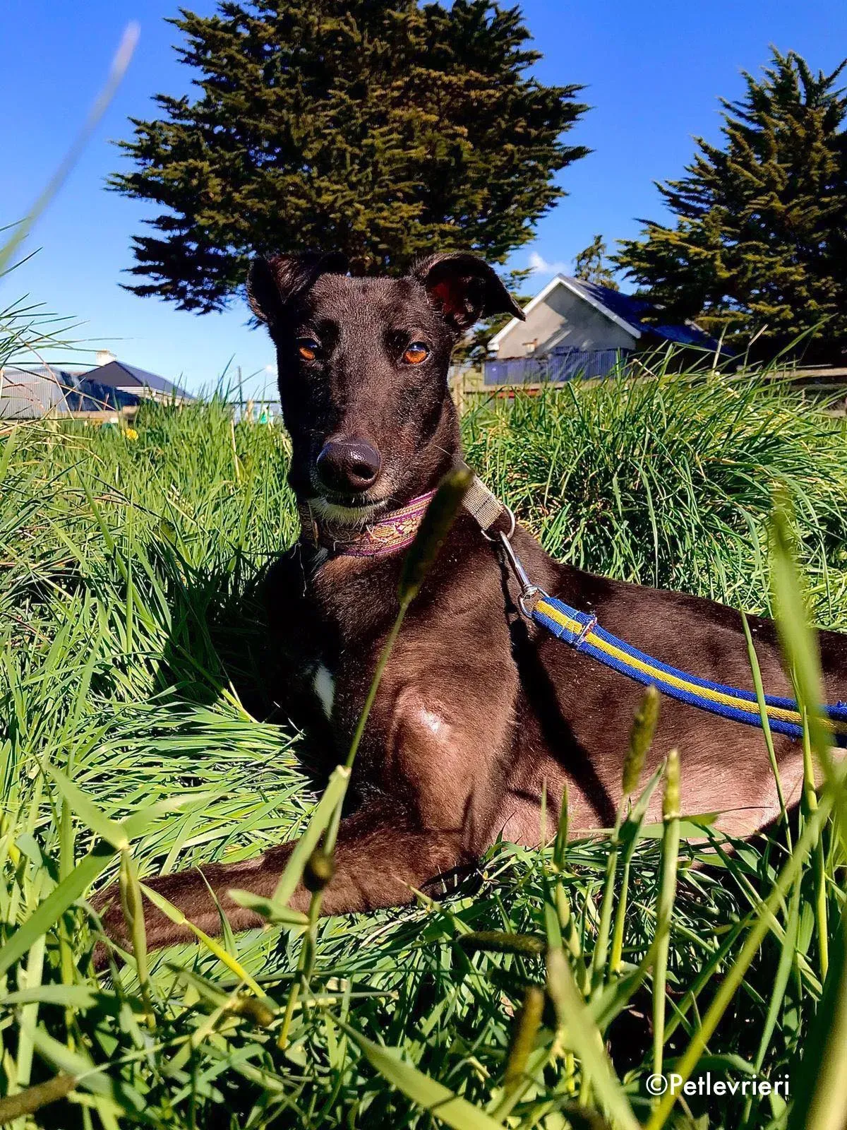 halloumi adozione levrieri greyhound 2