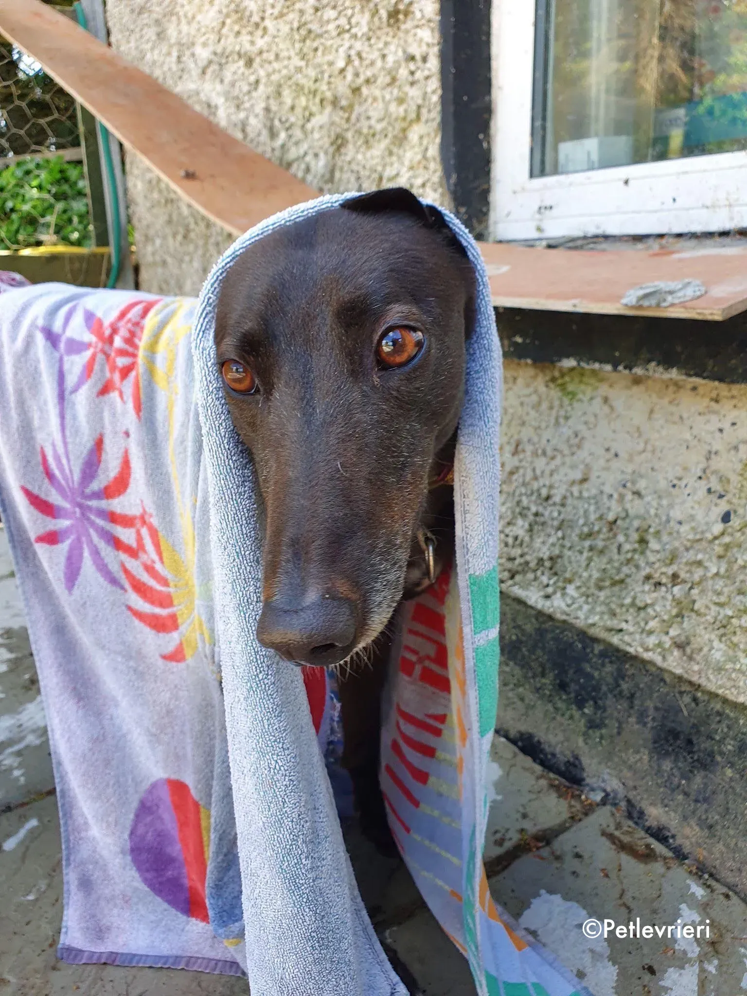 halloumi adozione levrieri greyhound 3