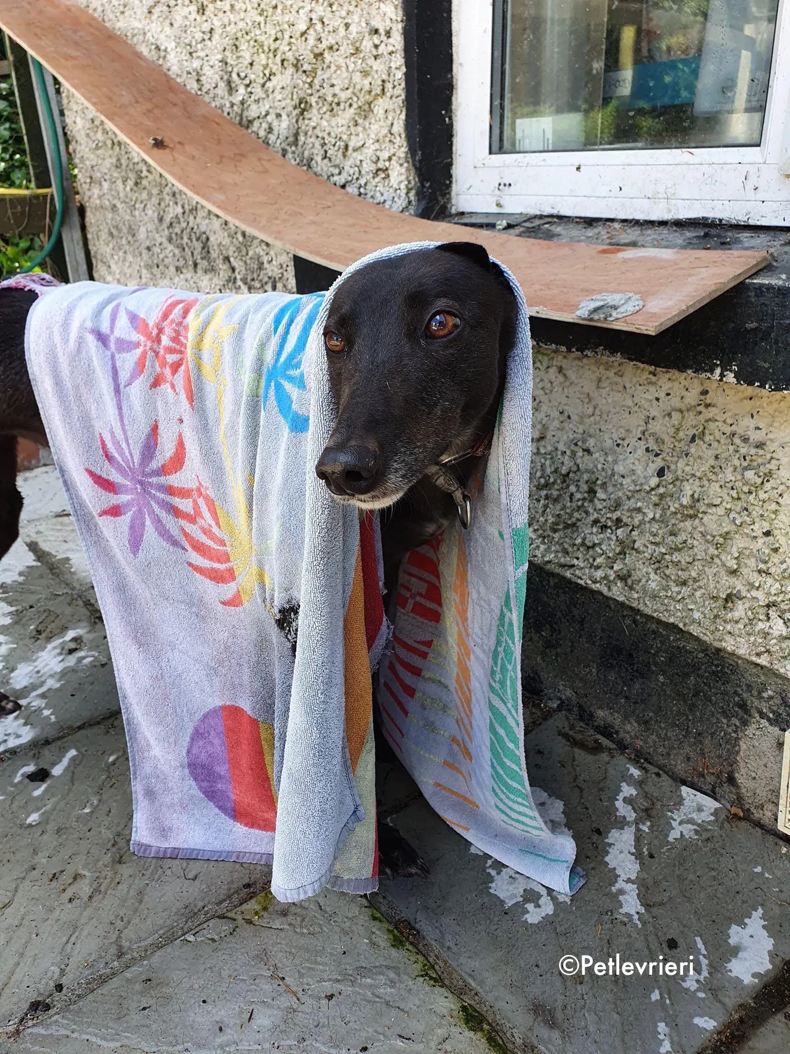 halloumi adozione levrieri greyhound 4