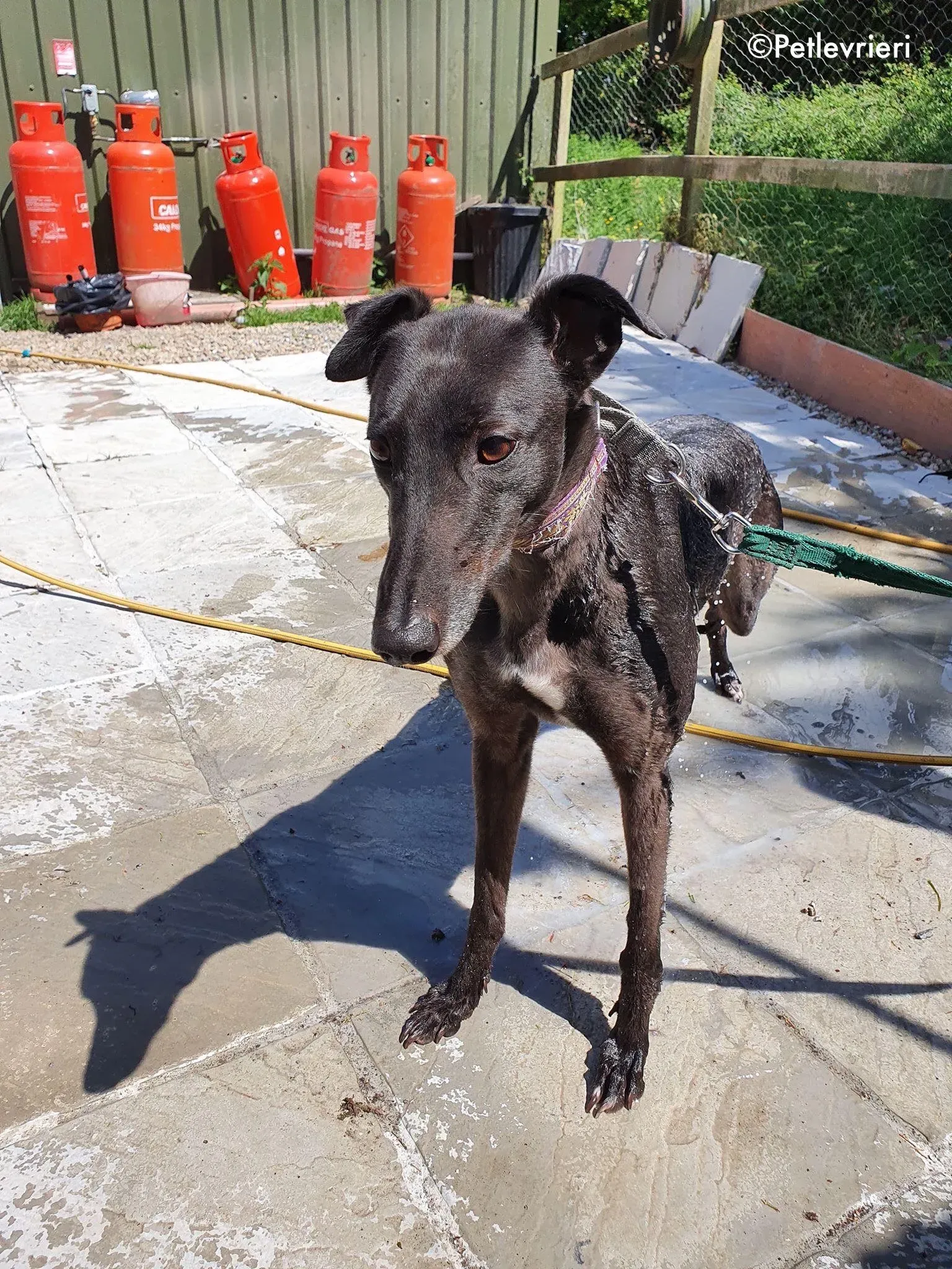 halloumi adozione levrieri greyhound 5