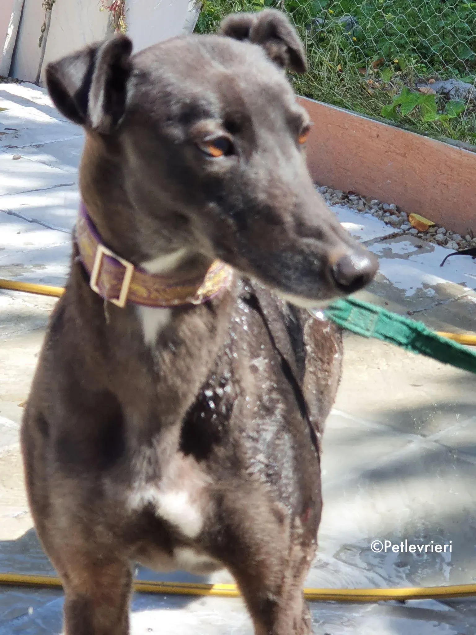 halloumi adozione levrieri greyhound 6