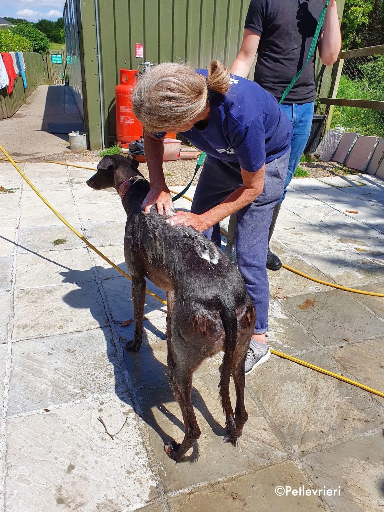 halloumi adozione levrieri greyhound 7