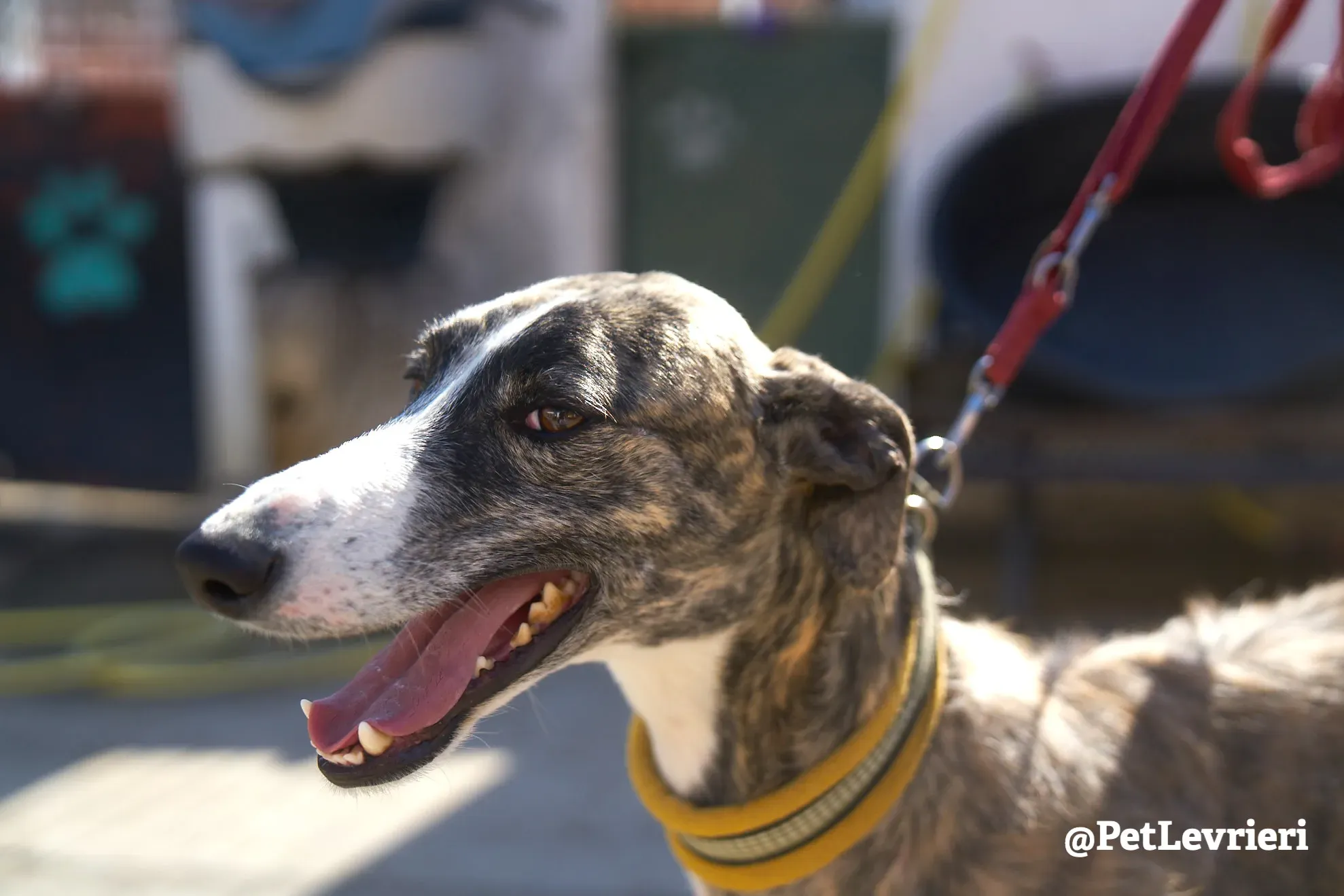 hanchini adozione galgo 1