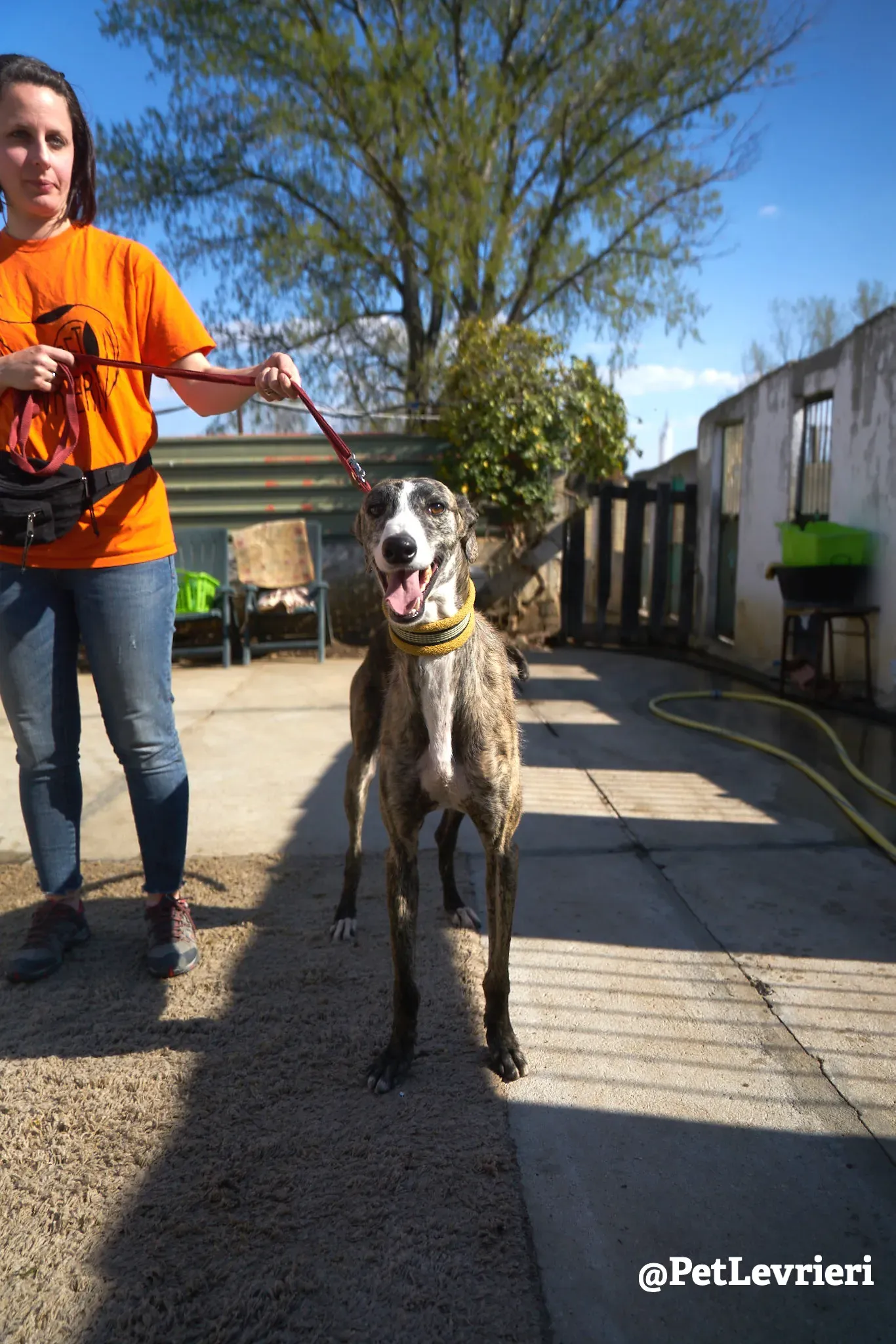 hanchini adozione galgo 2