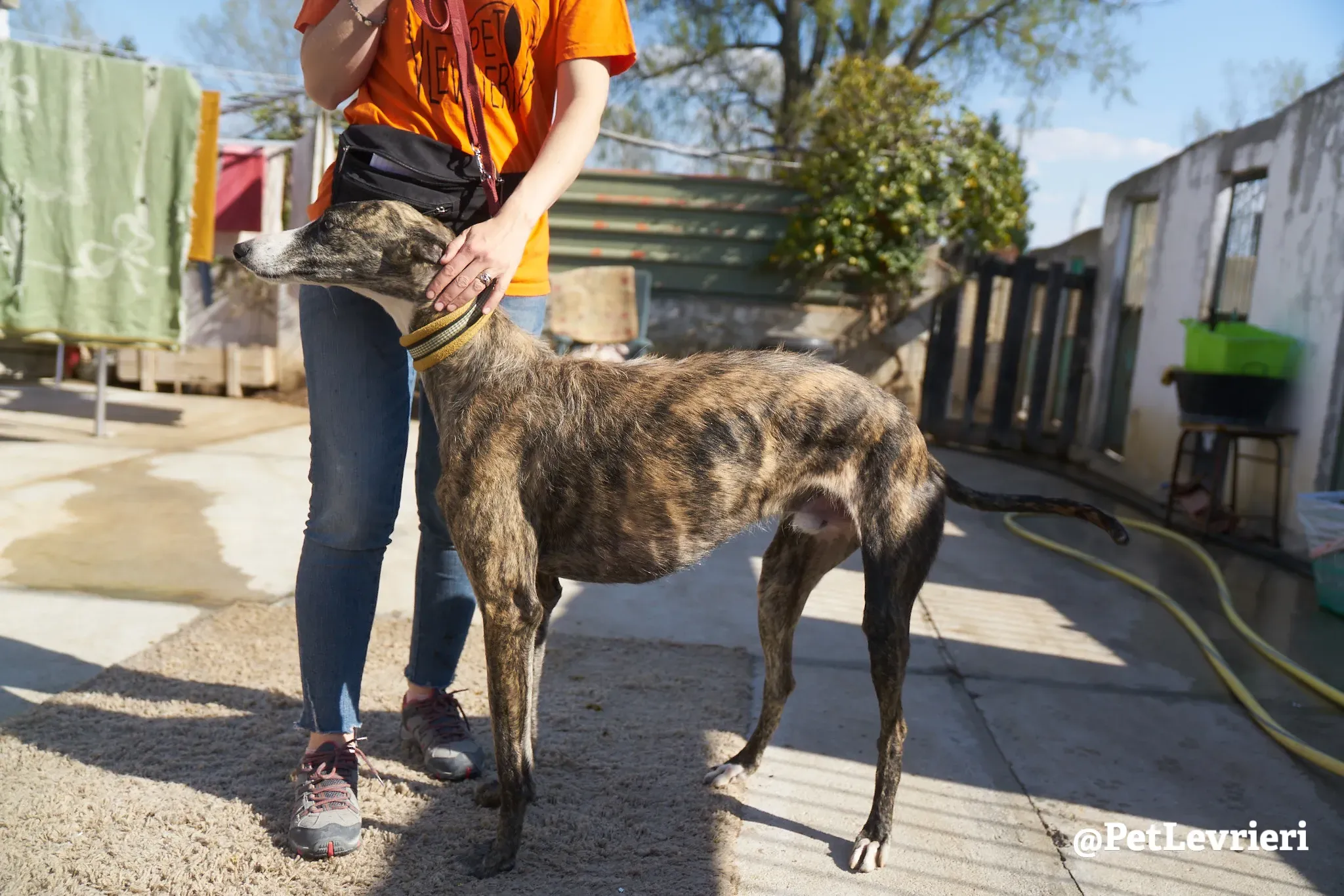 hanchini adozione galgo 3