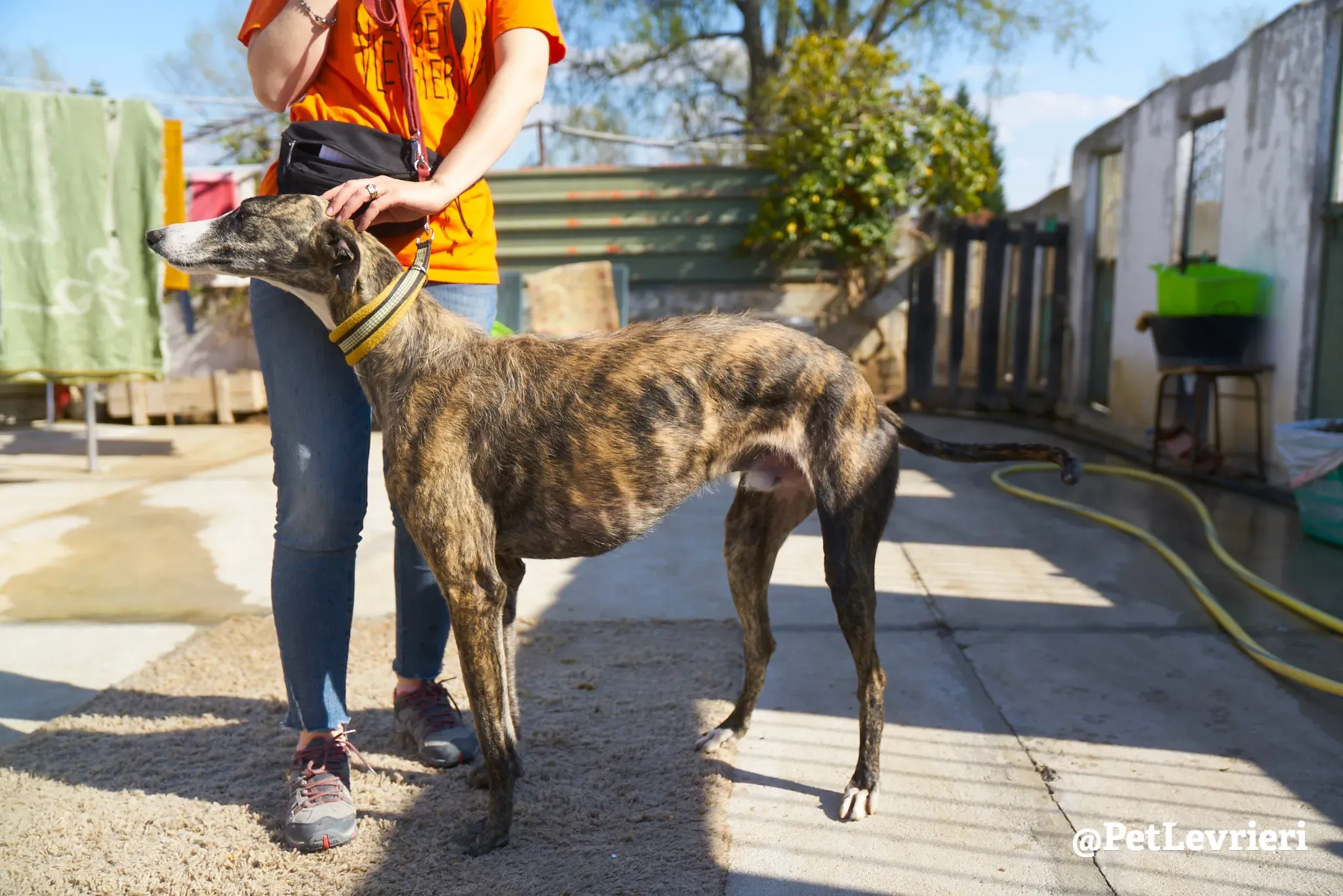 hanchini adozione galgo 4