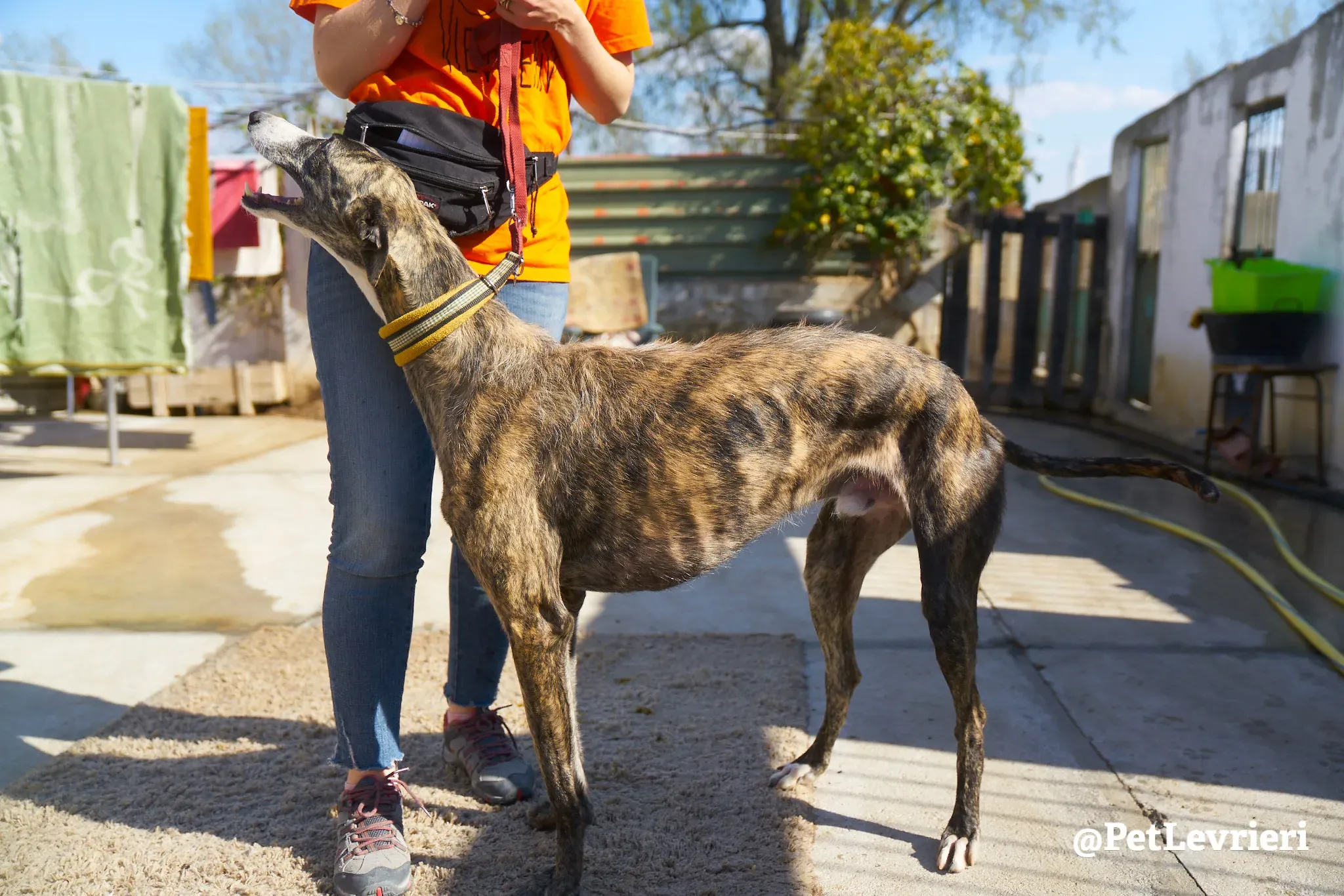 hanchini adozione galgo 5